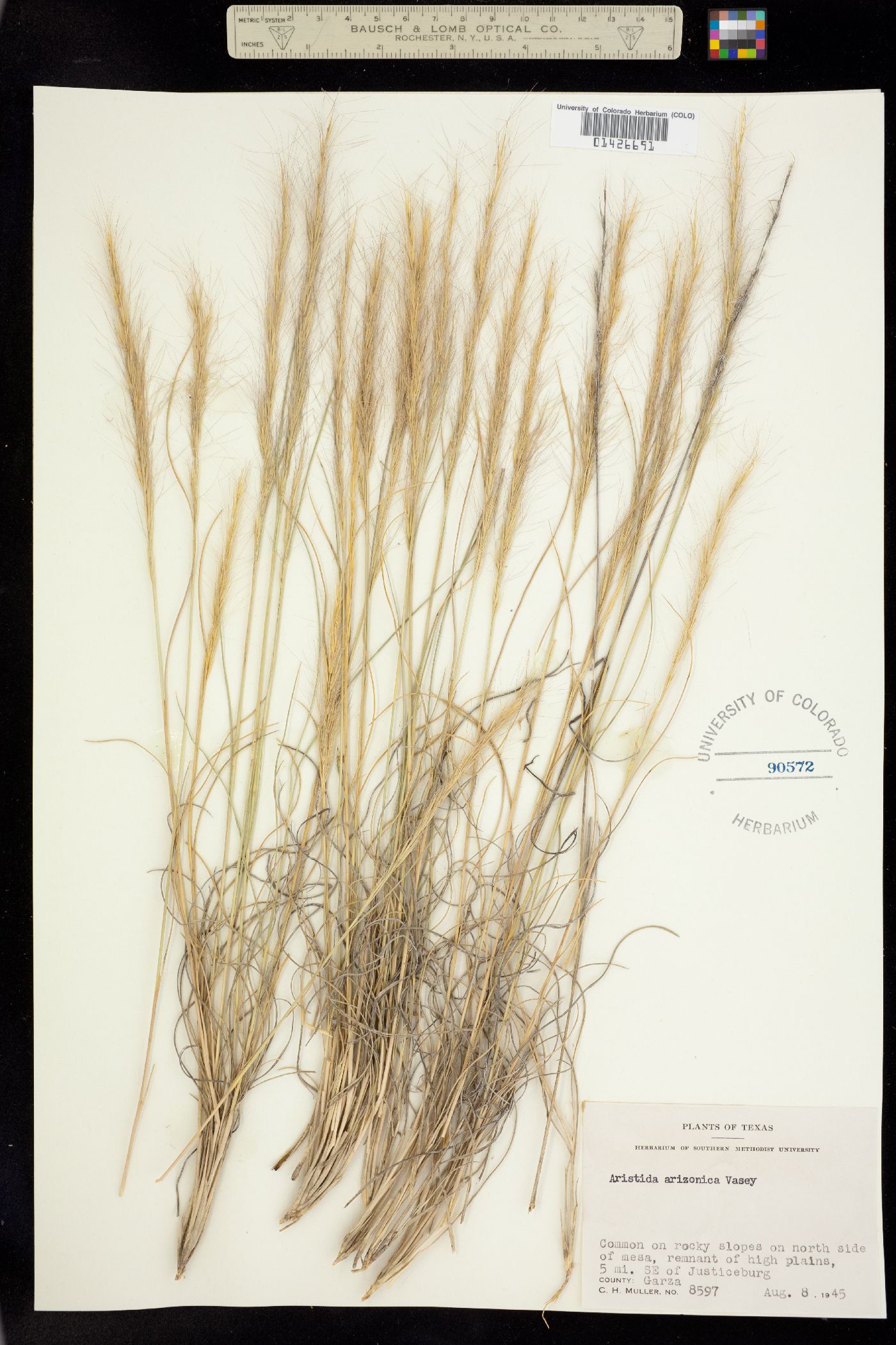 Aristida arizonica image