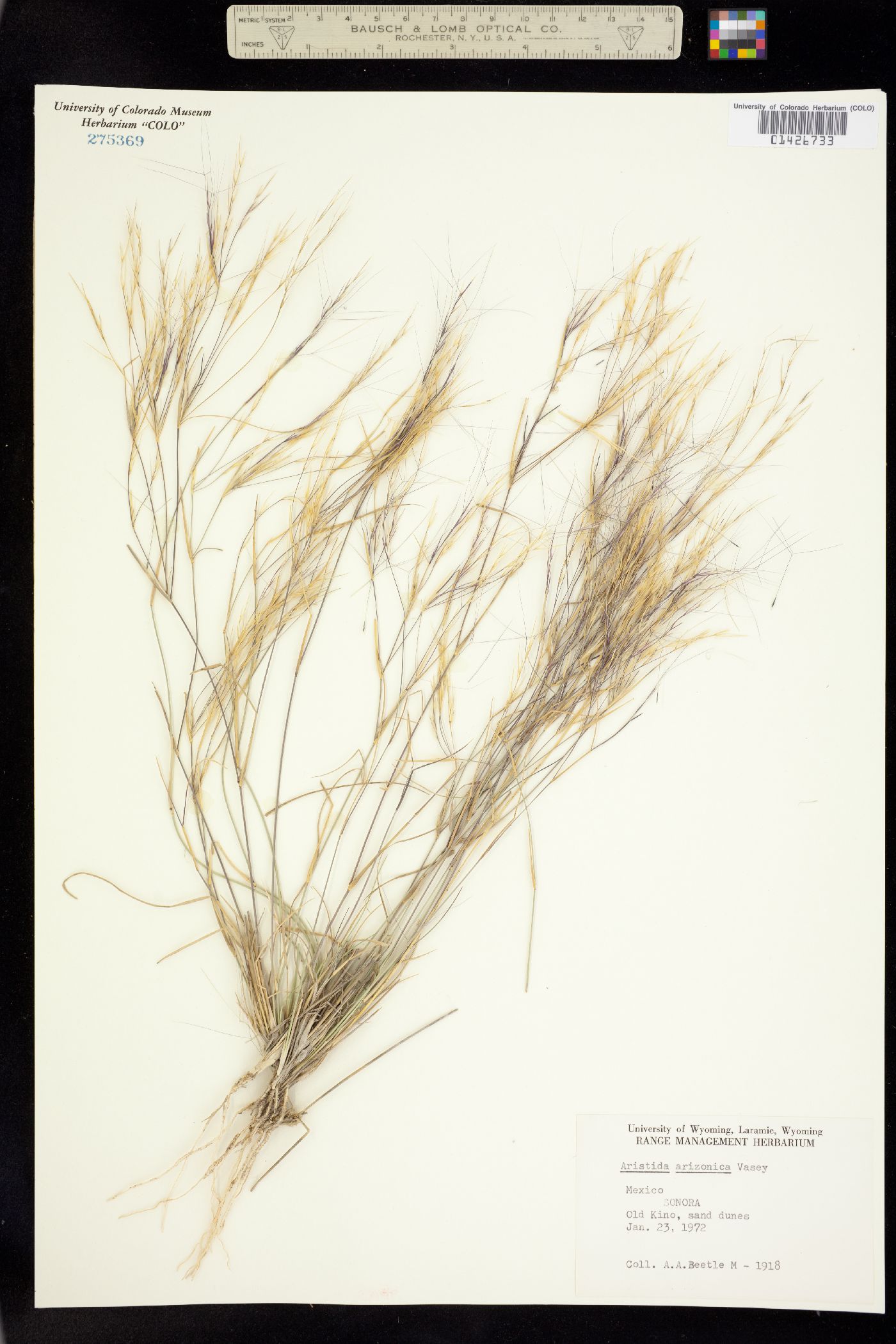 Aristida arizonica image