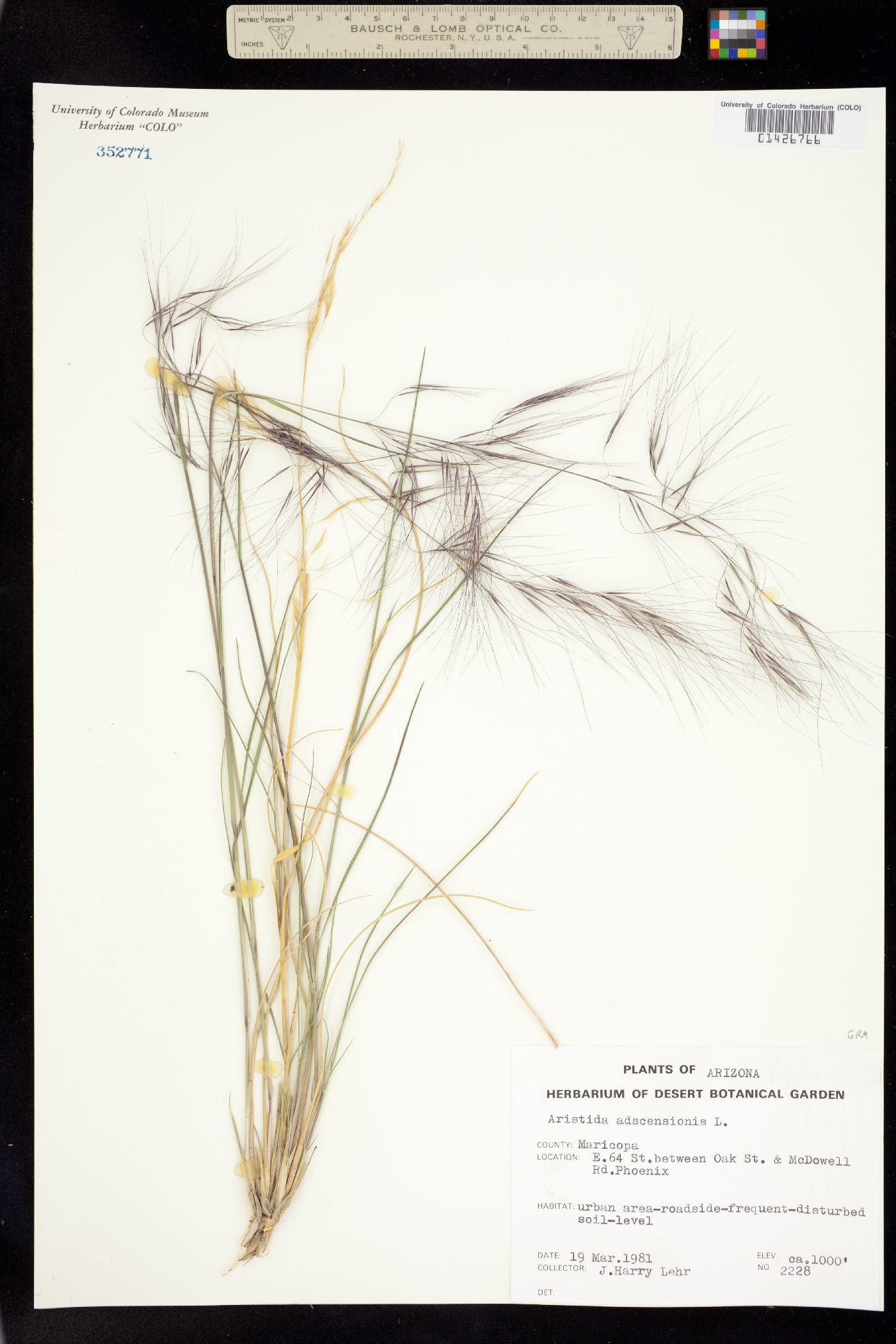 Aristida image