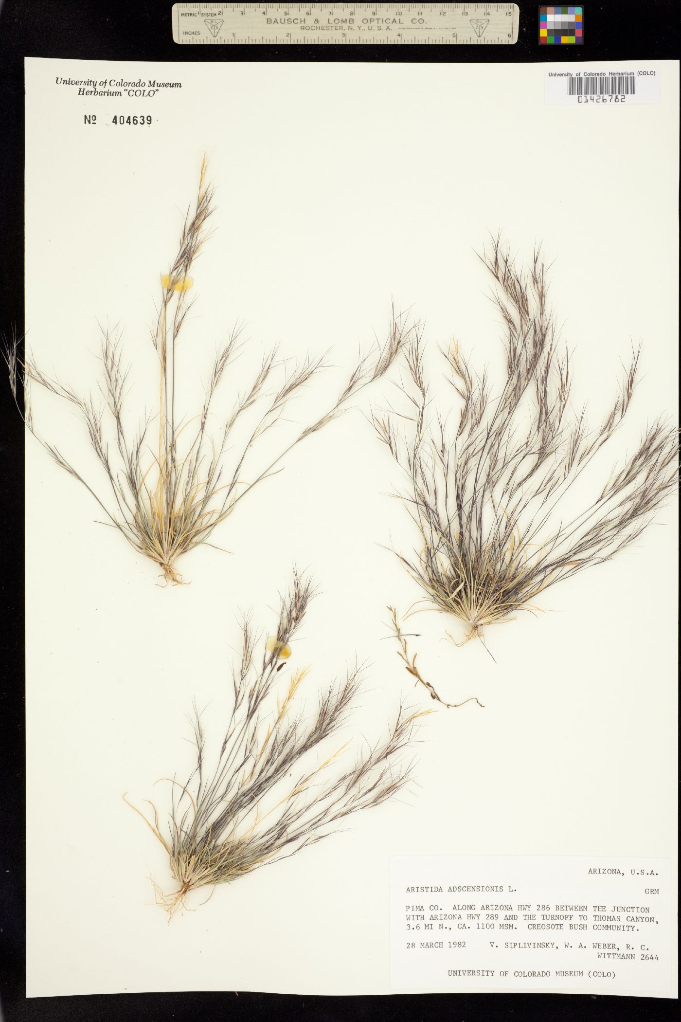 Aristida adscensionis image