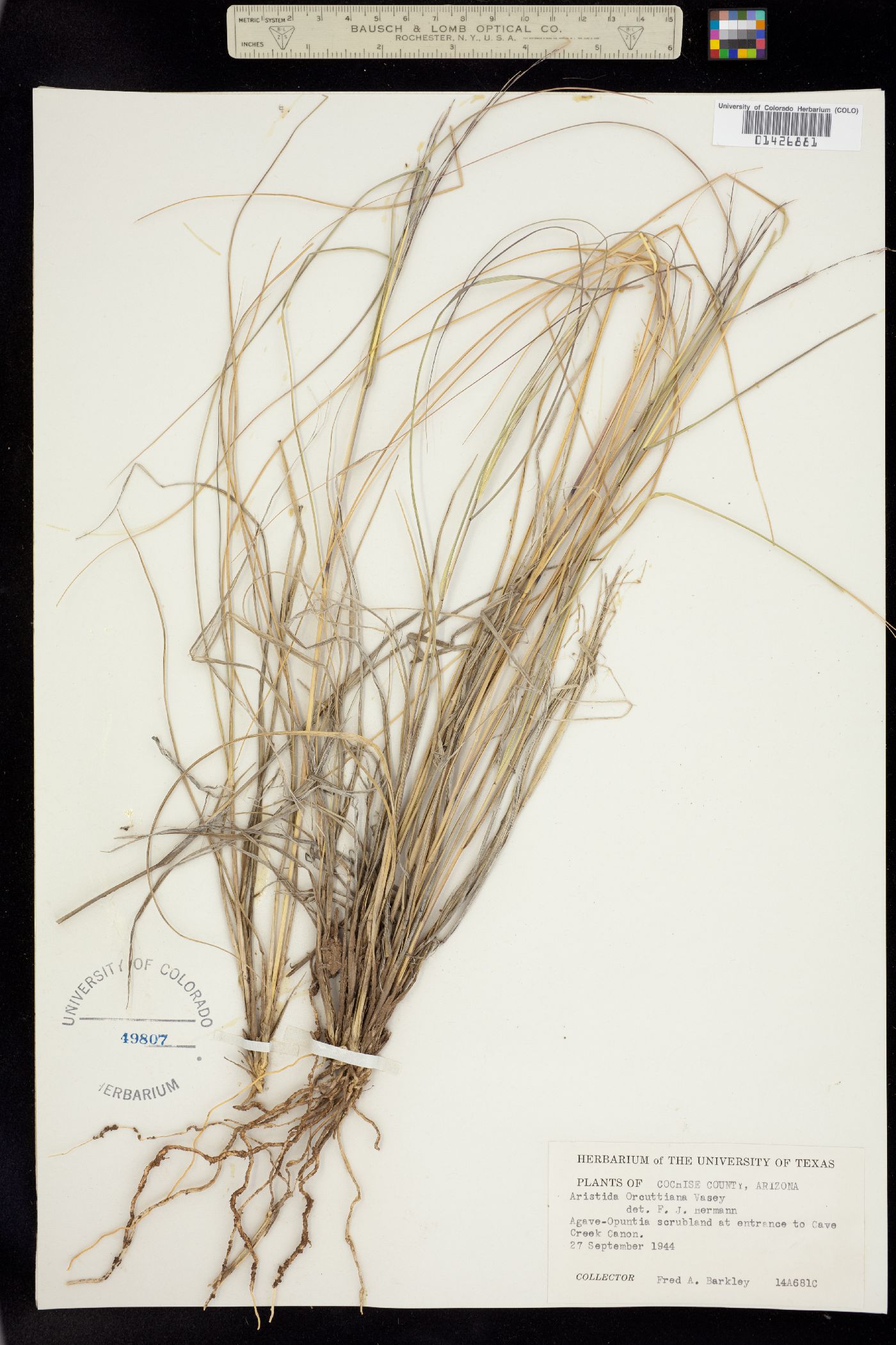 Aristida schiedeana var. orcuttiana image