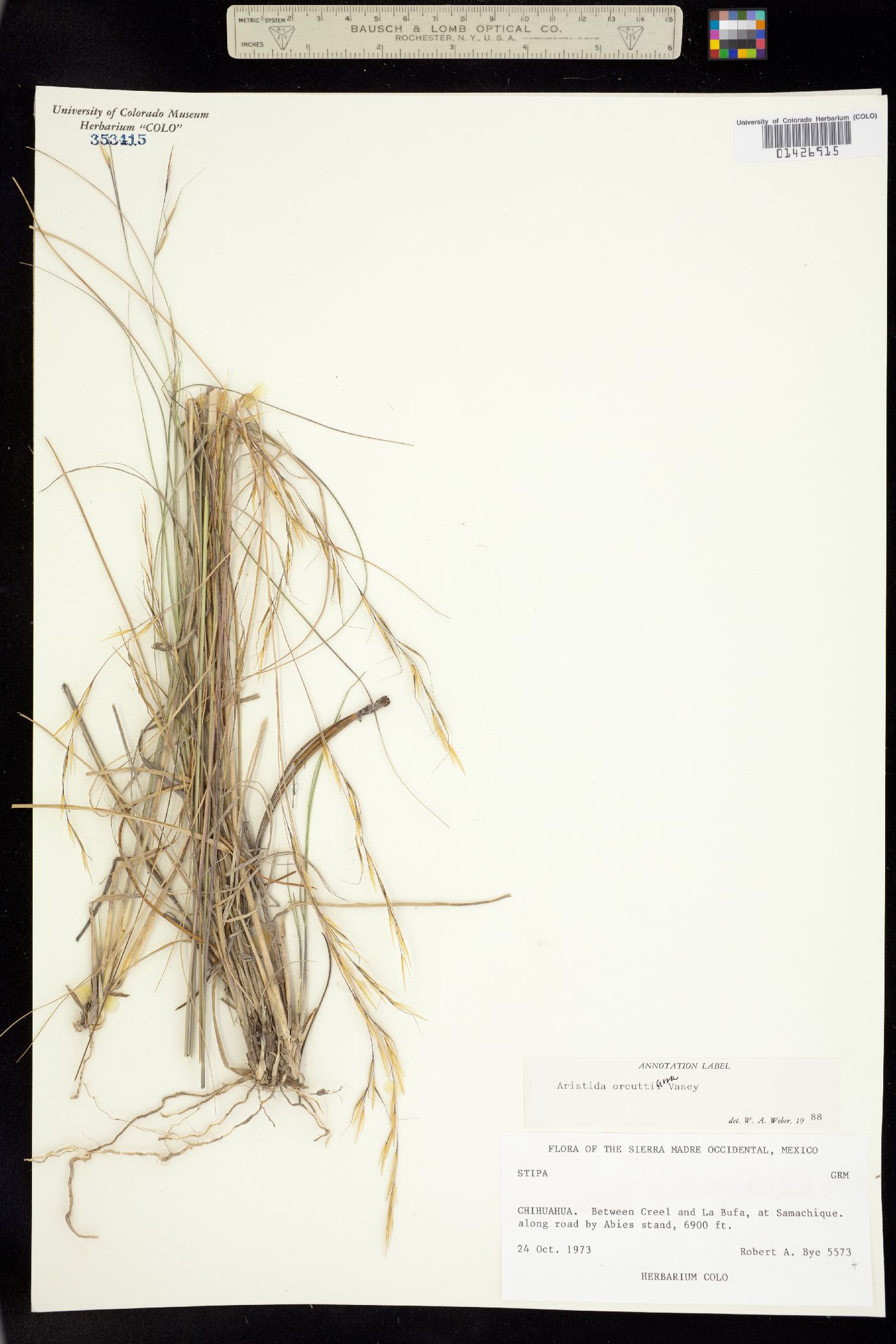 Aristida schiedeana image
