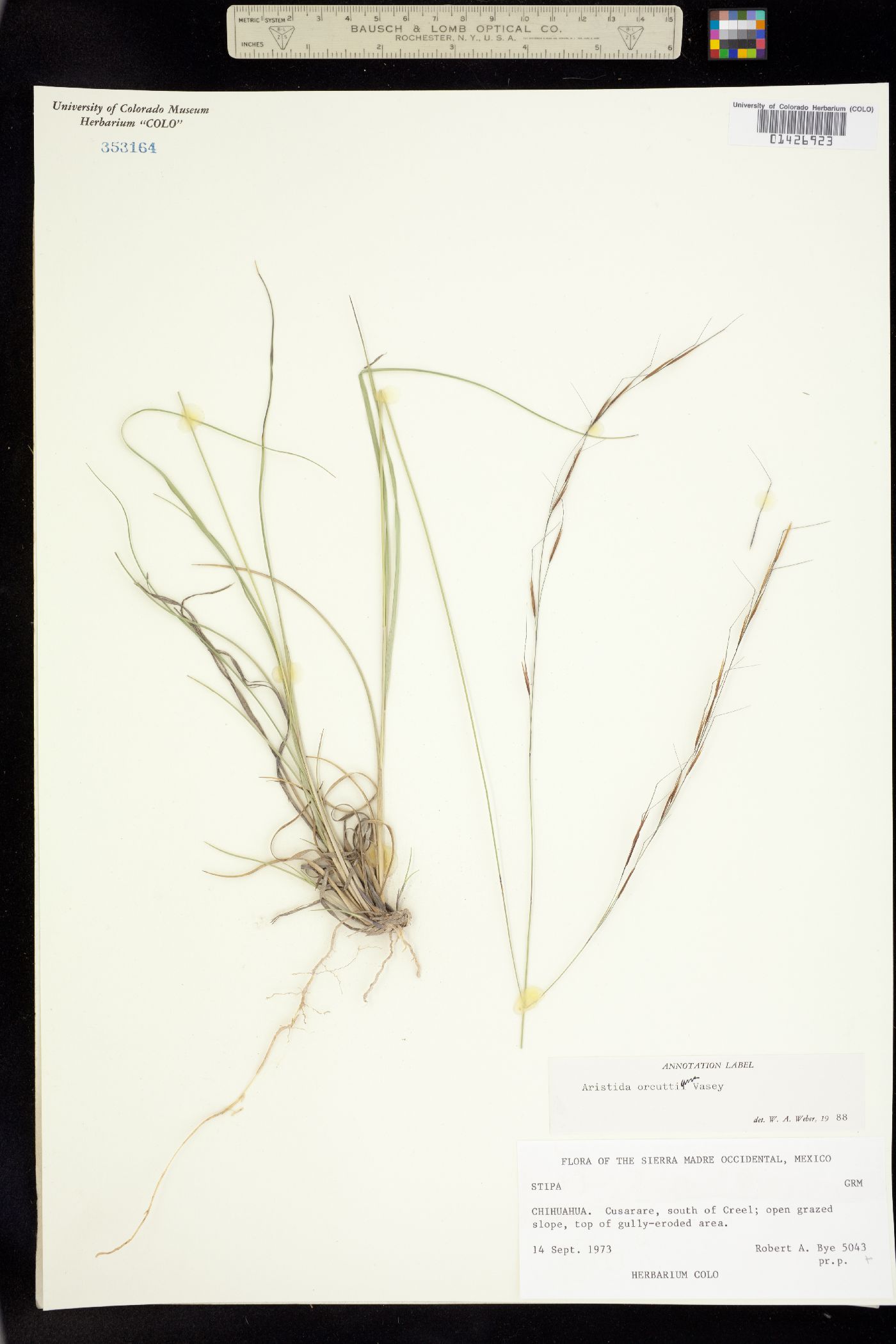 Aristida schiedeana image