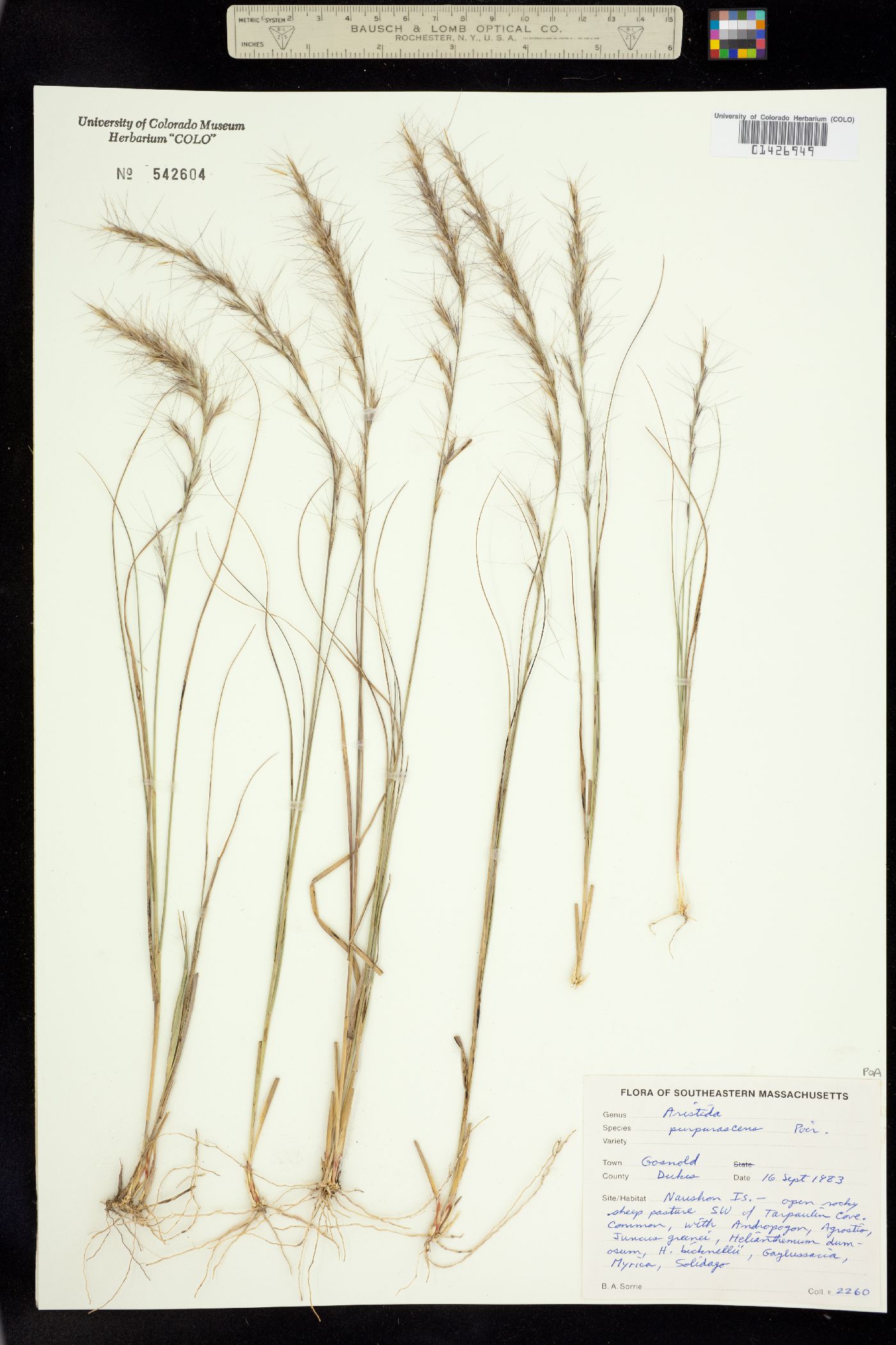 Aristida purpurascens image