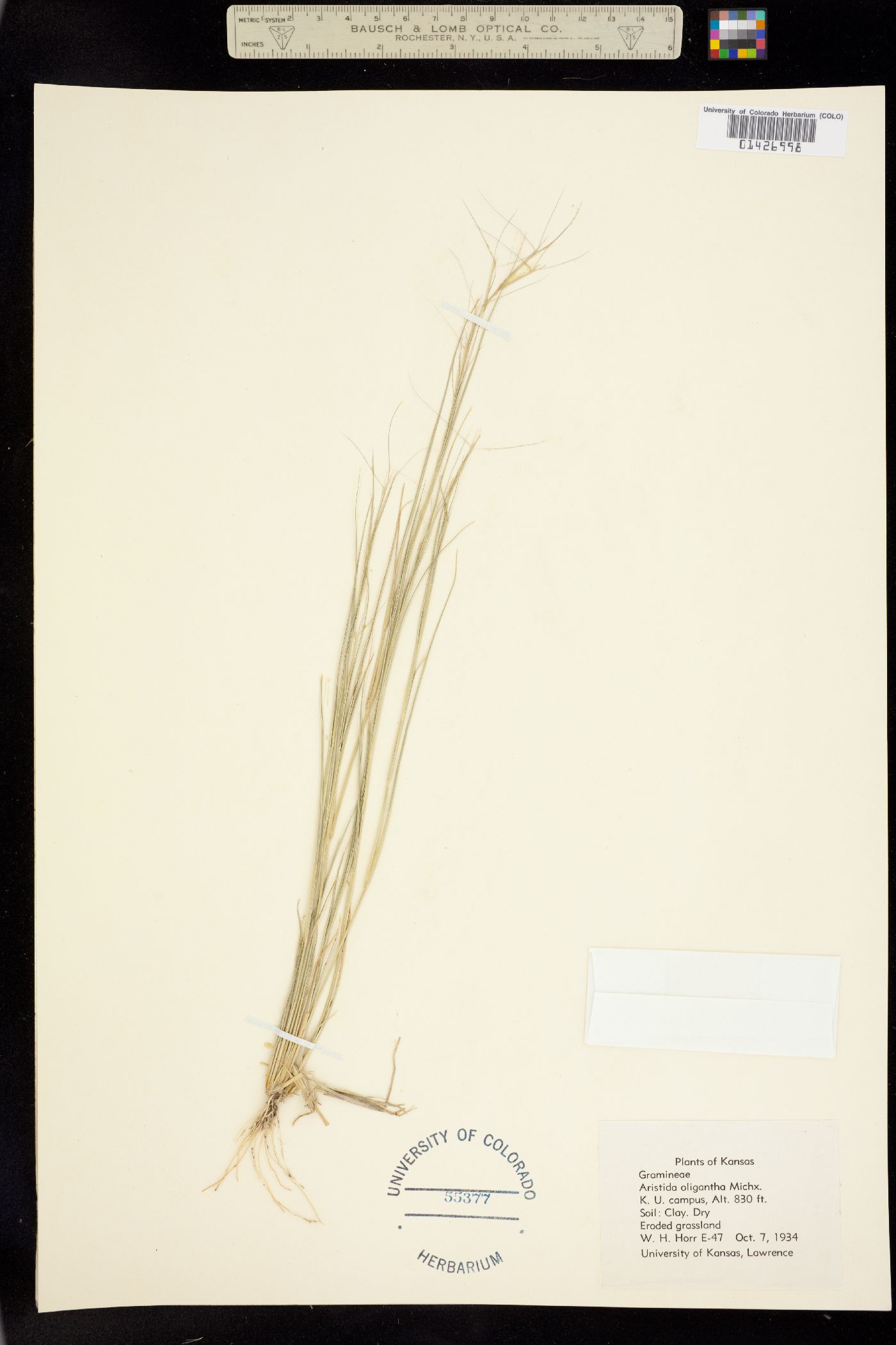 Aristida oligantha image