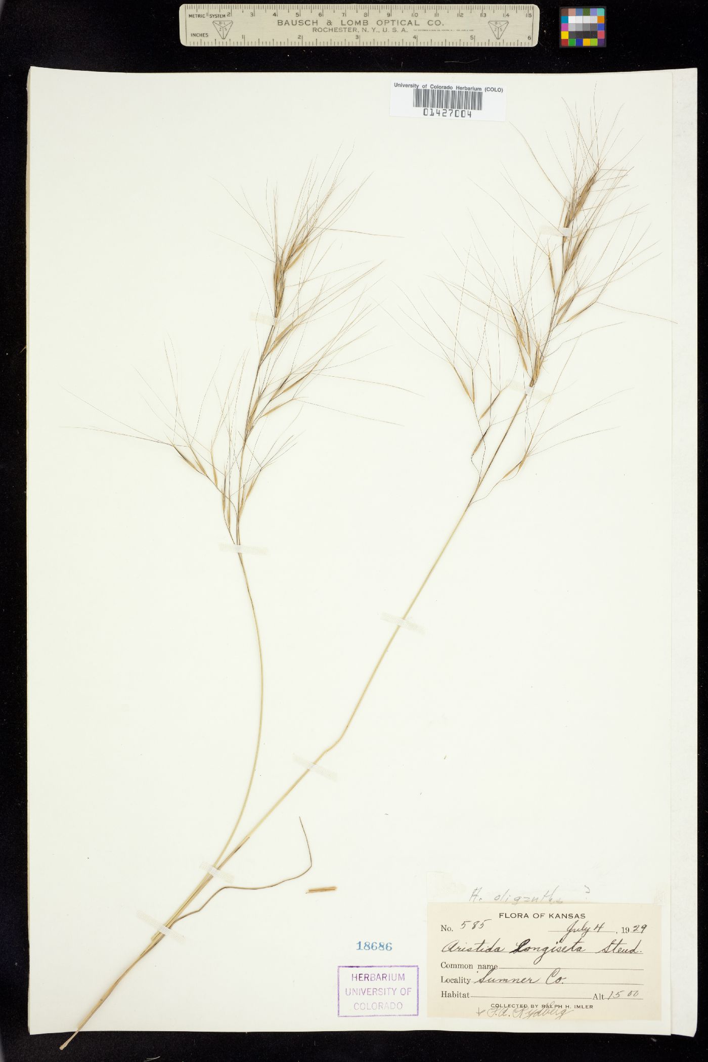 Aristida oligantha image