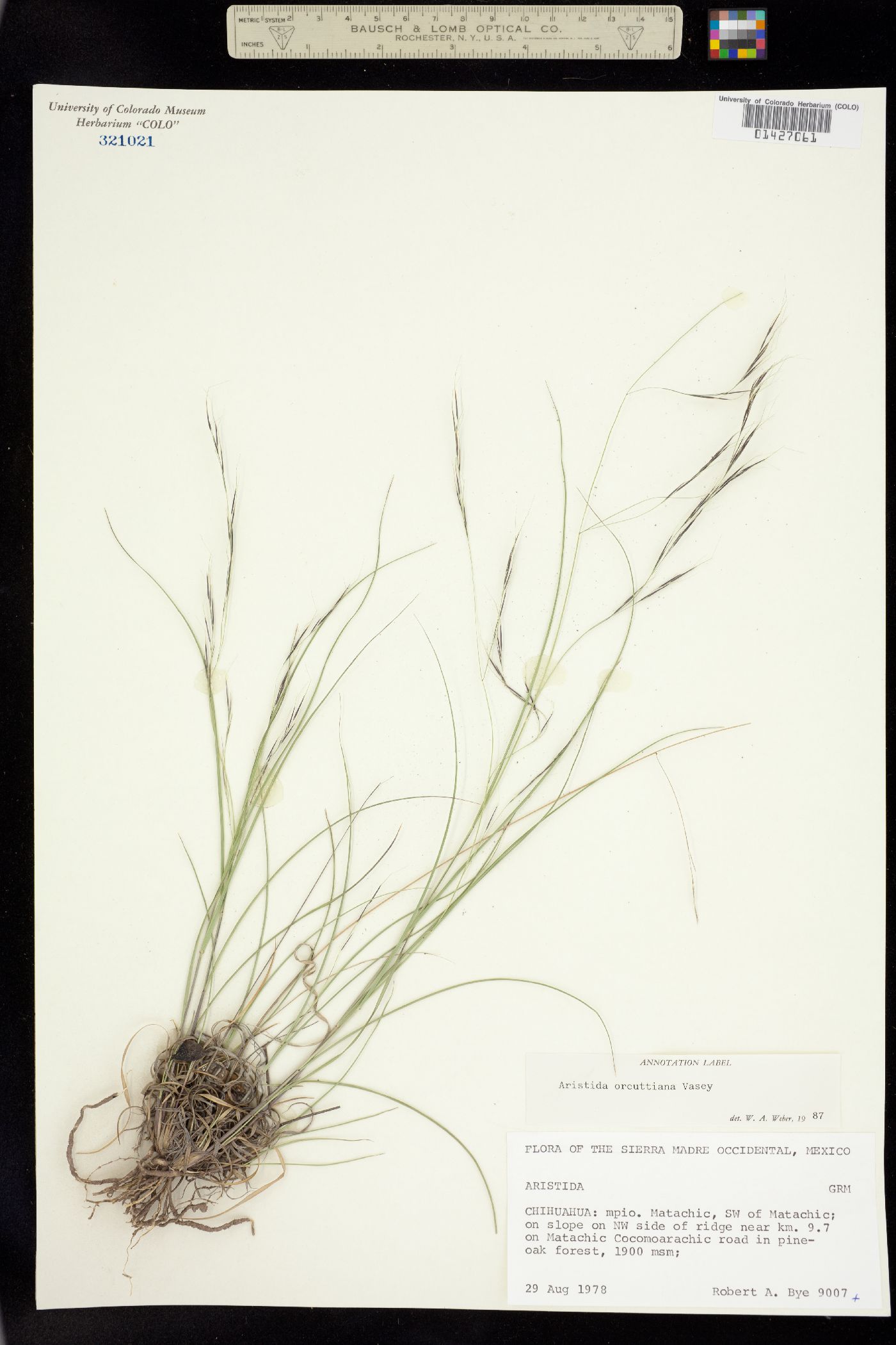 Aristida schiedeana image
