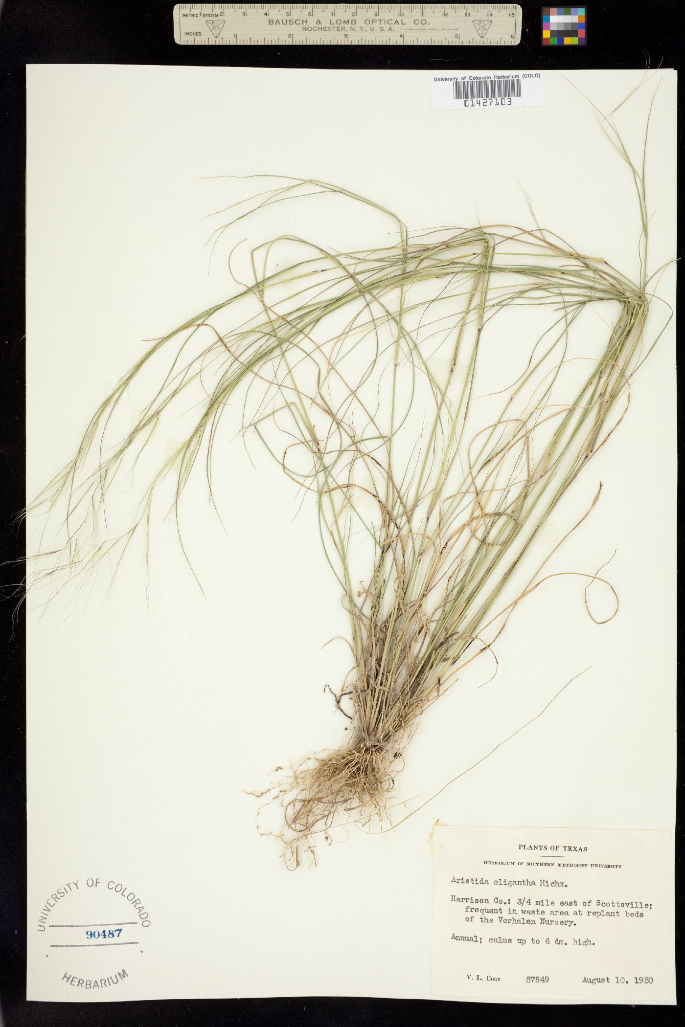 Aristida image