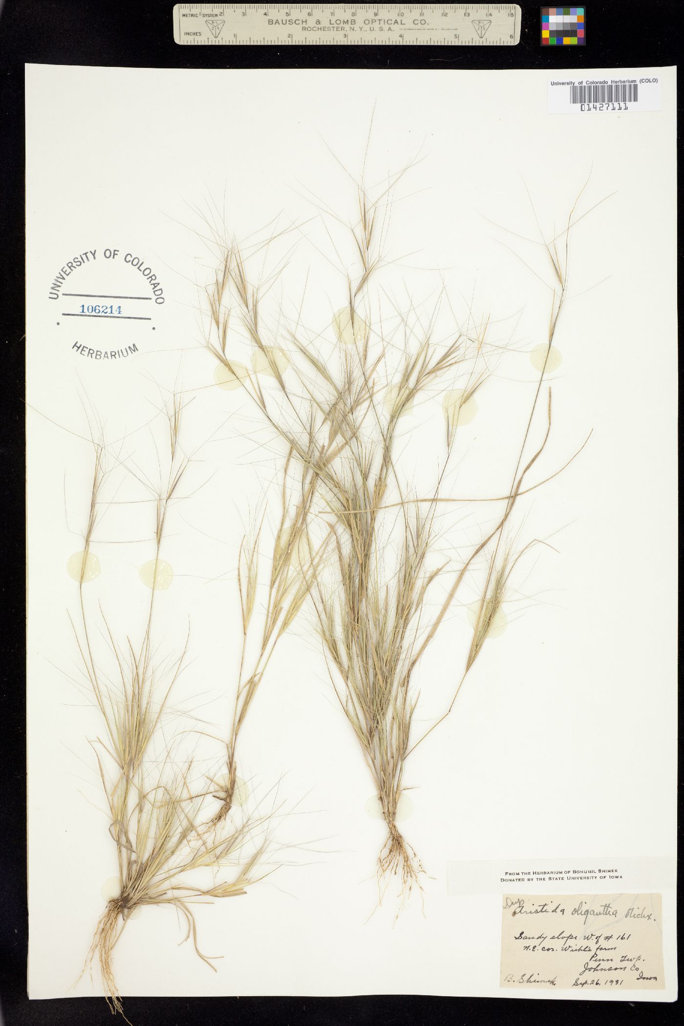 Aristida oligantha image
