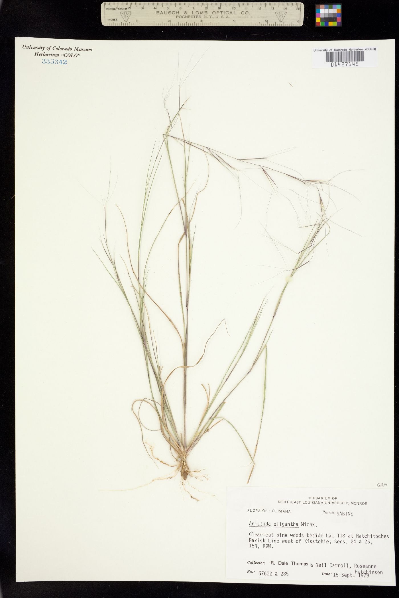 Aristida oligantha image