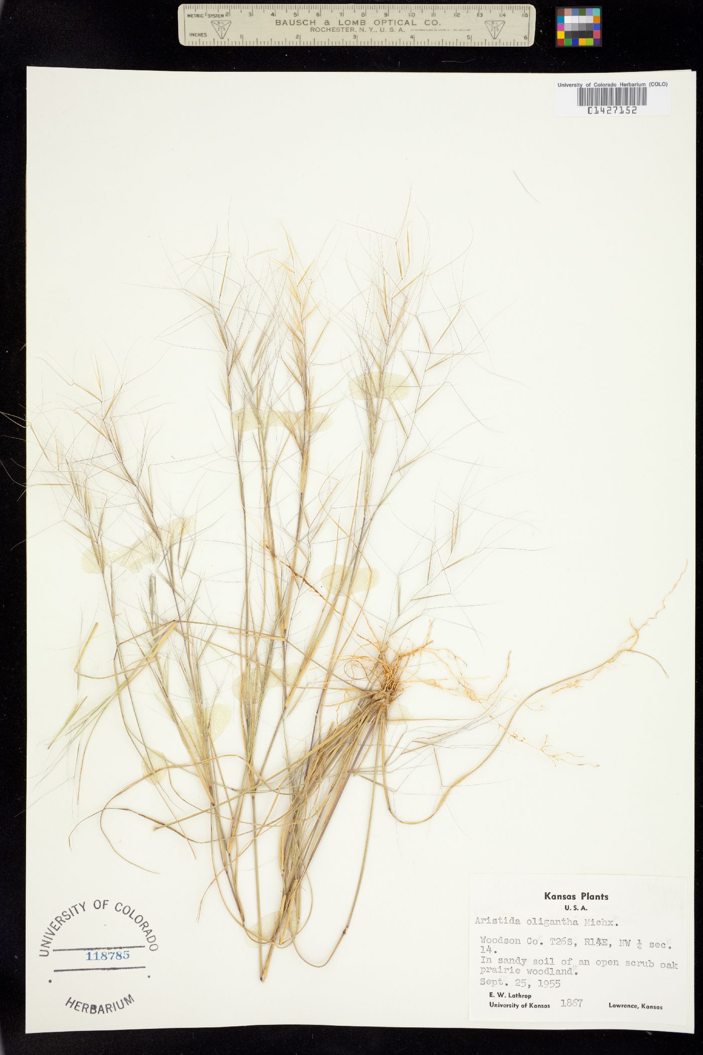 Aristida oligantha image