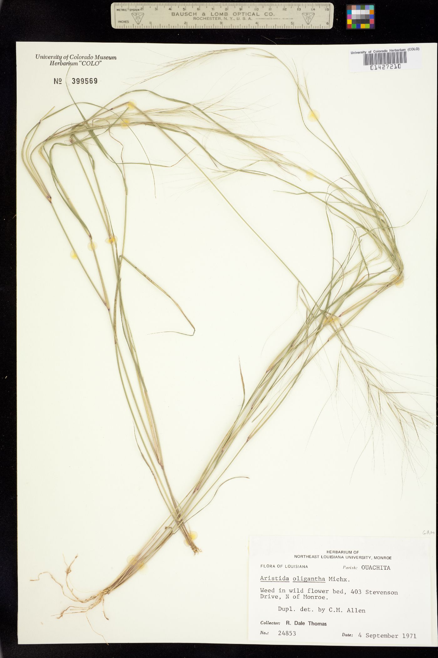 Aristida oligantha image