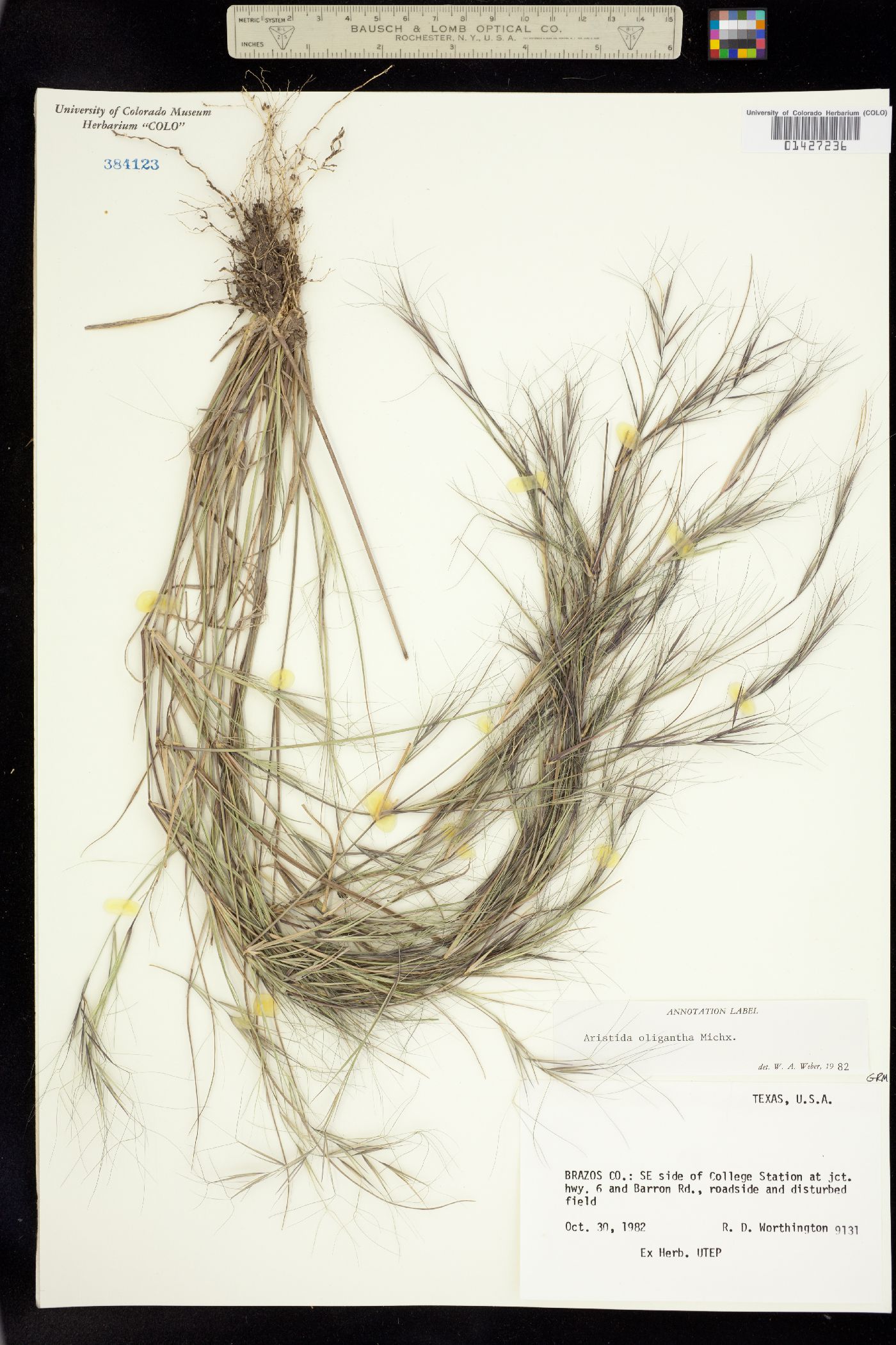 Aristida oligantha image