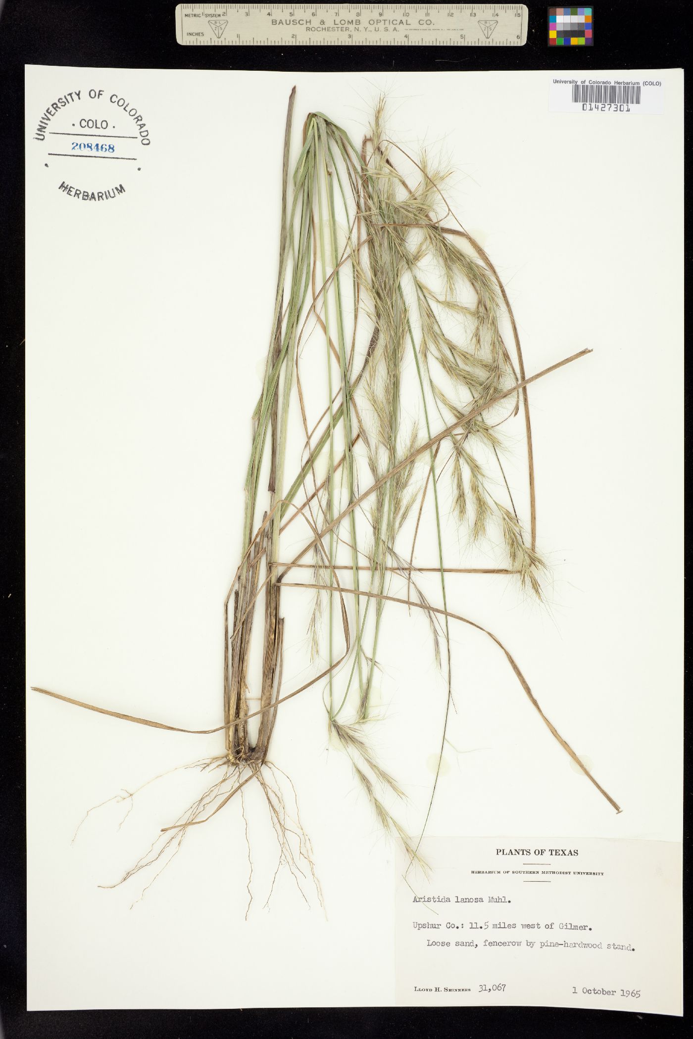 Aristida lanosa image