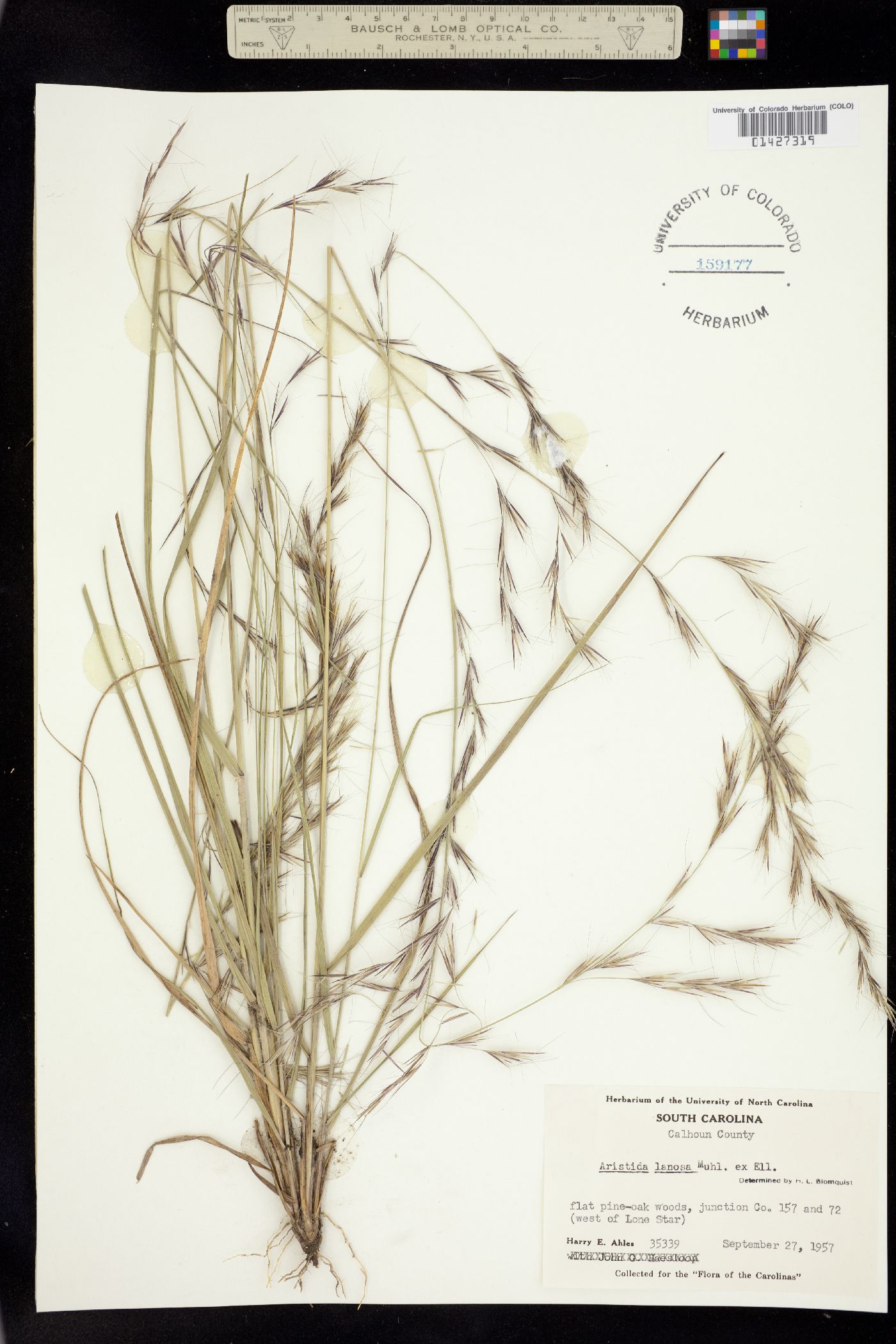 Aristida lanosa image