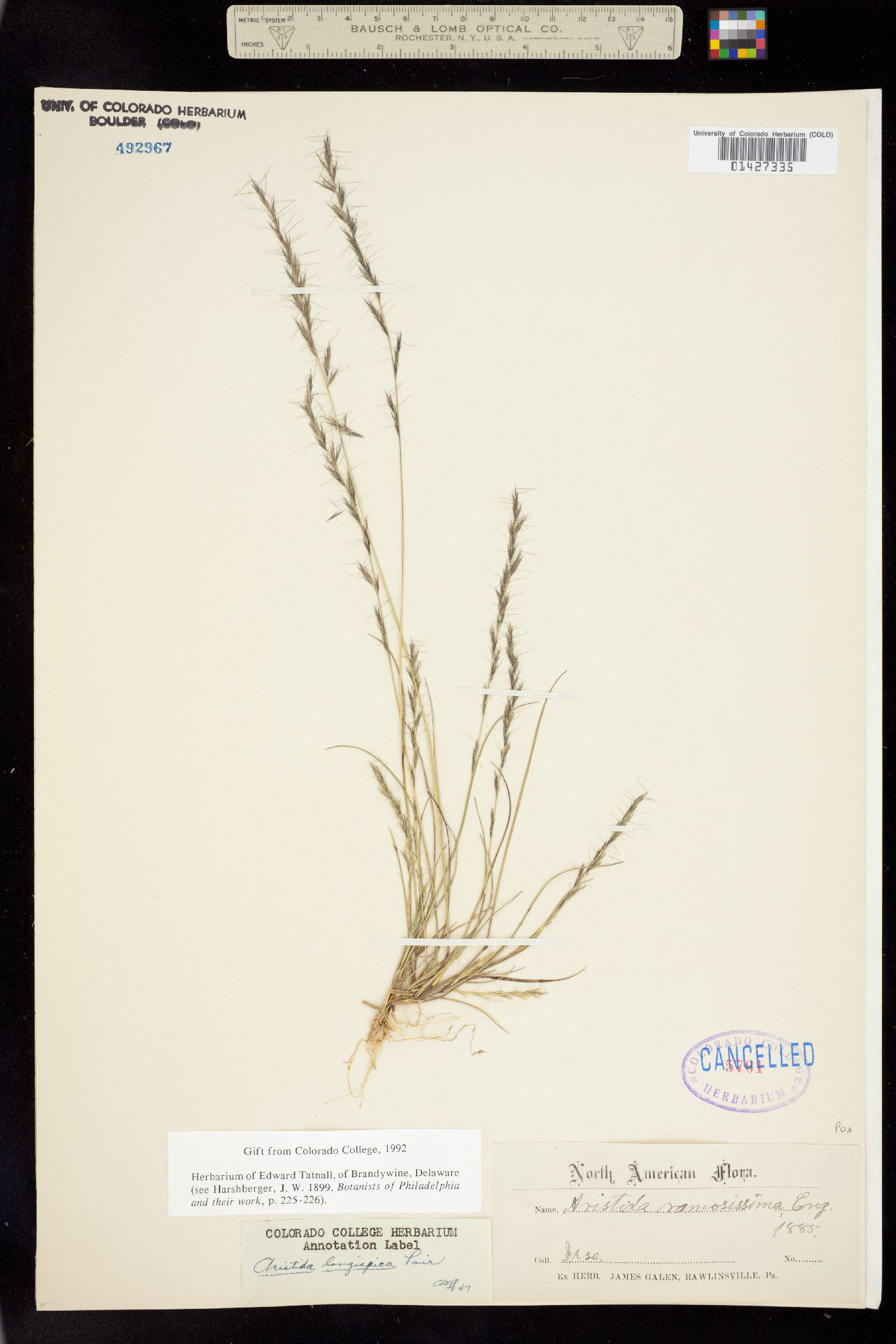 Aristida longespica image