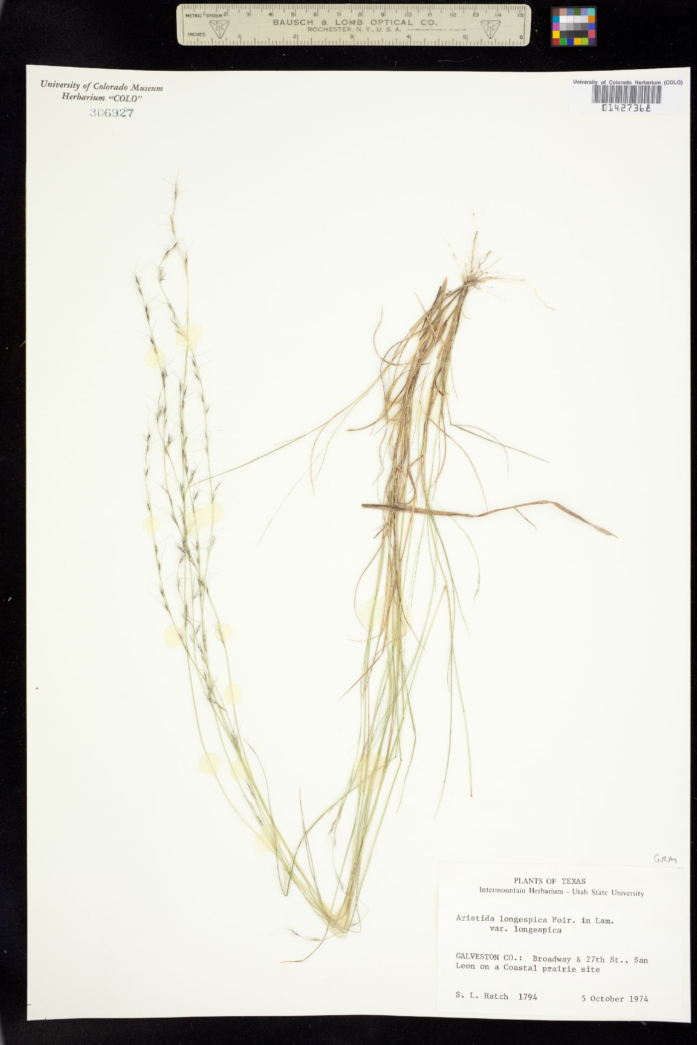 Aristida longespica image