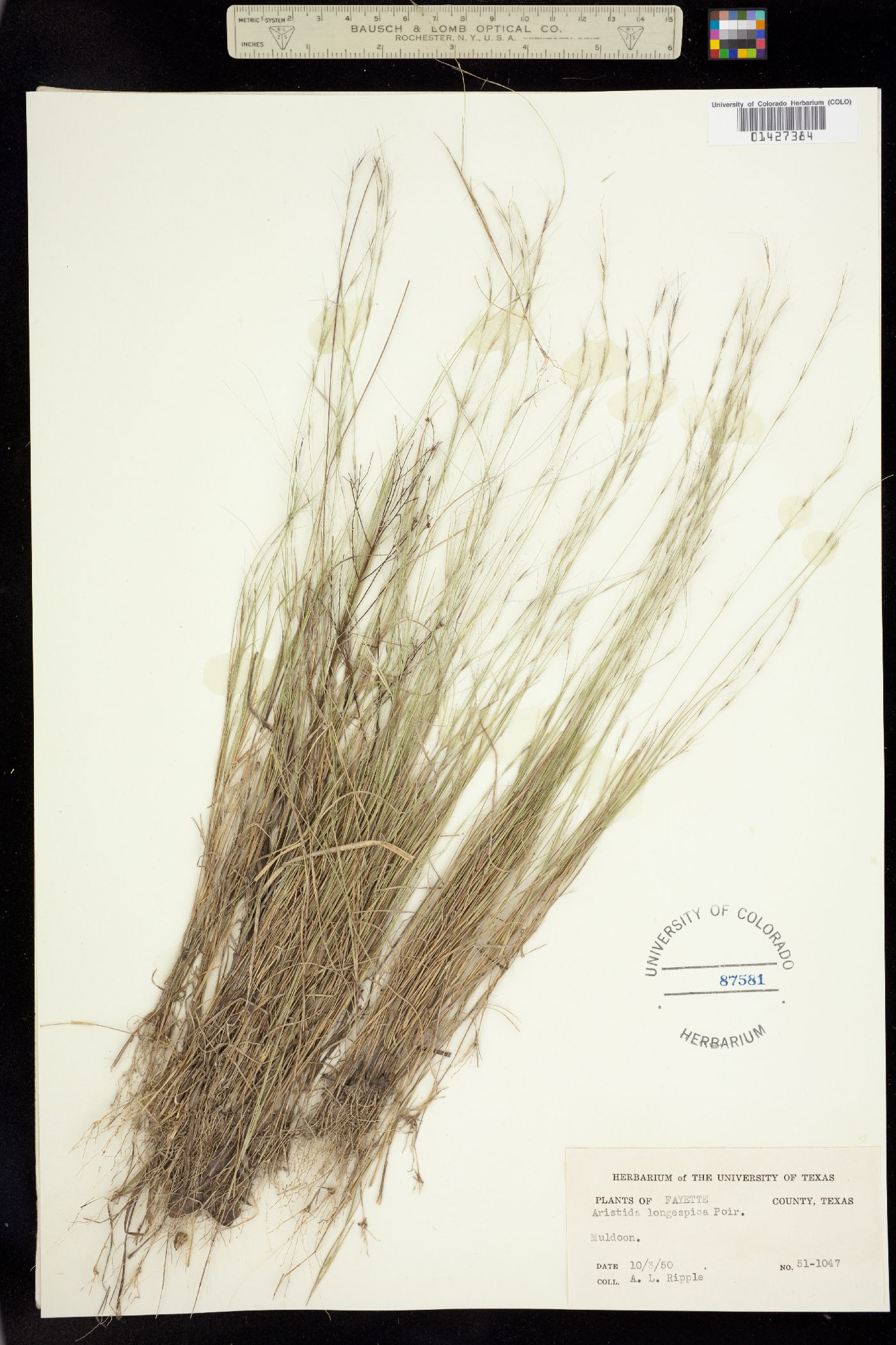 Aristida longespica image