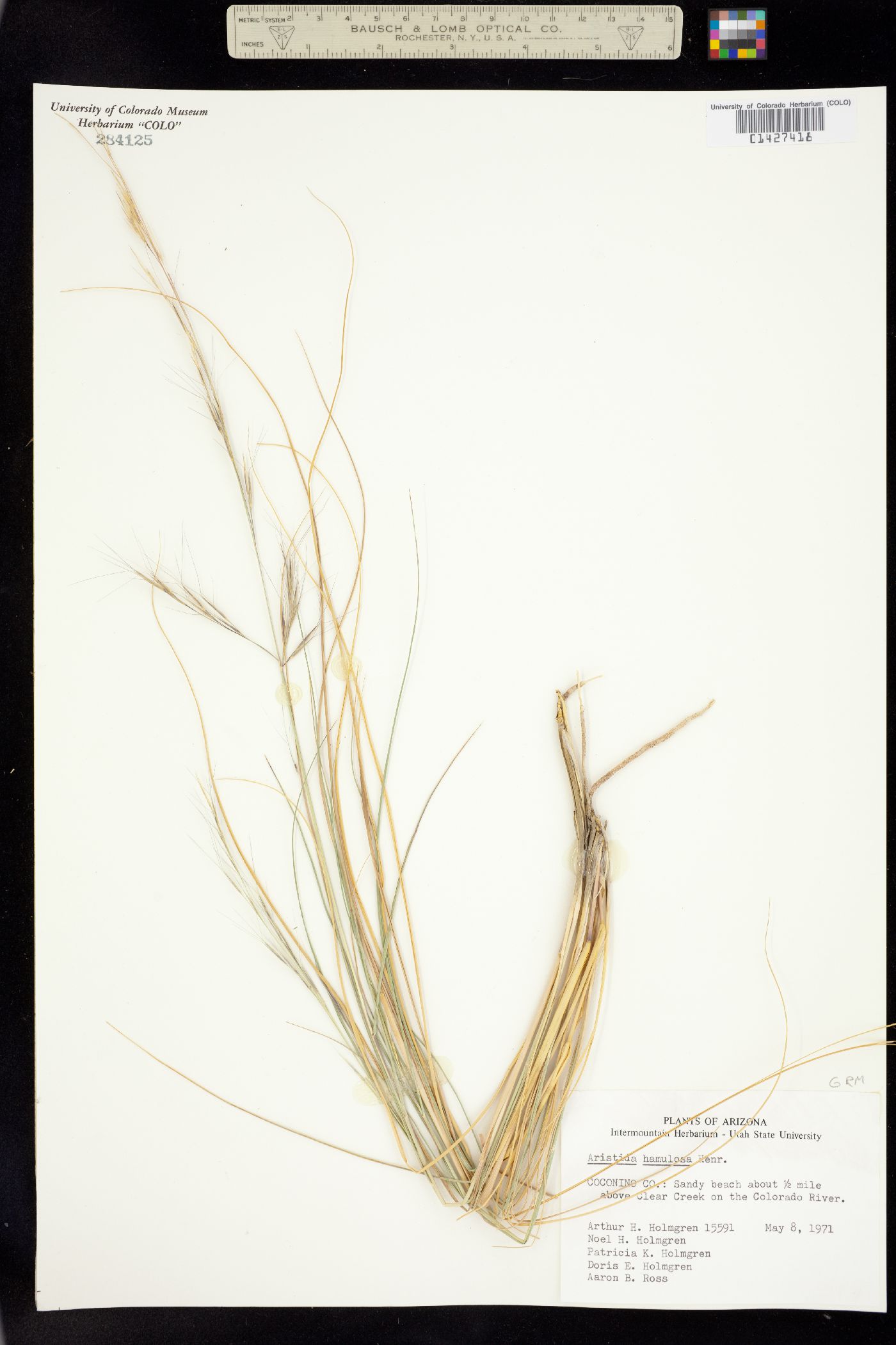 Aristida hamulosa image