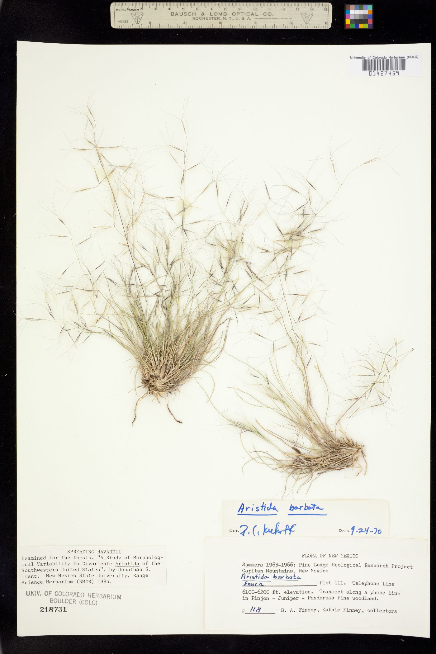 Aristida havardii image