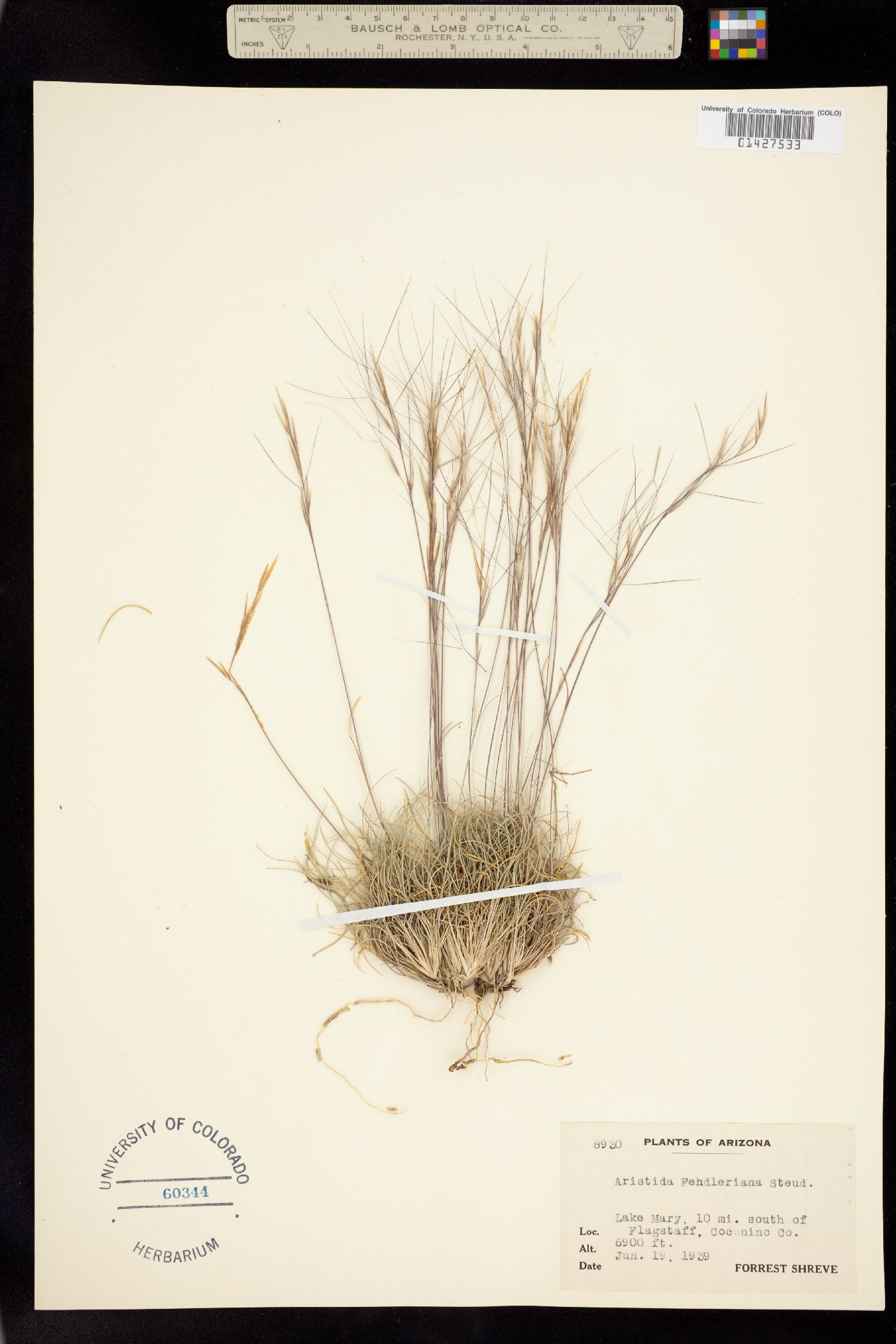 Aristida image