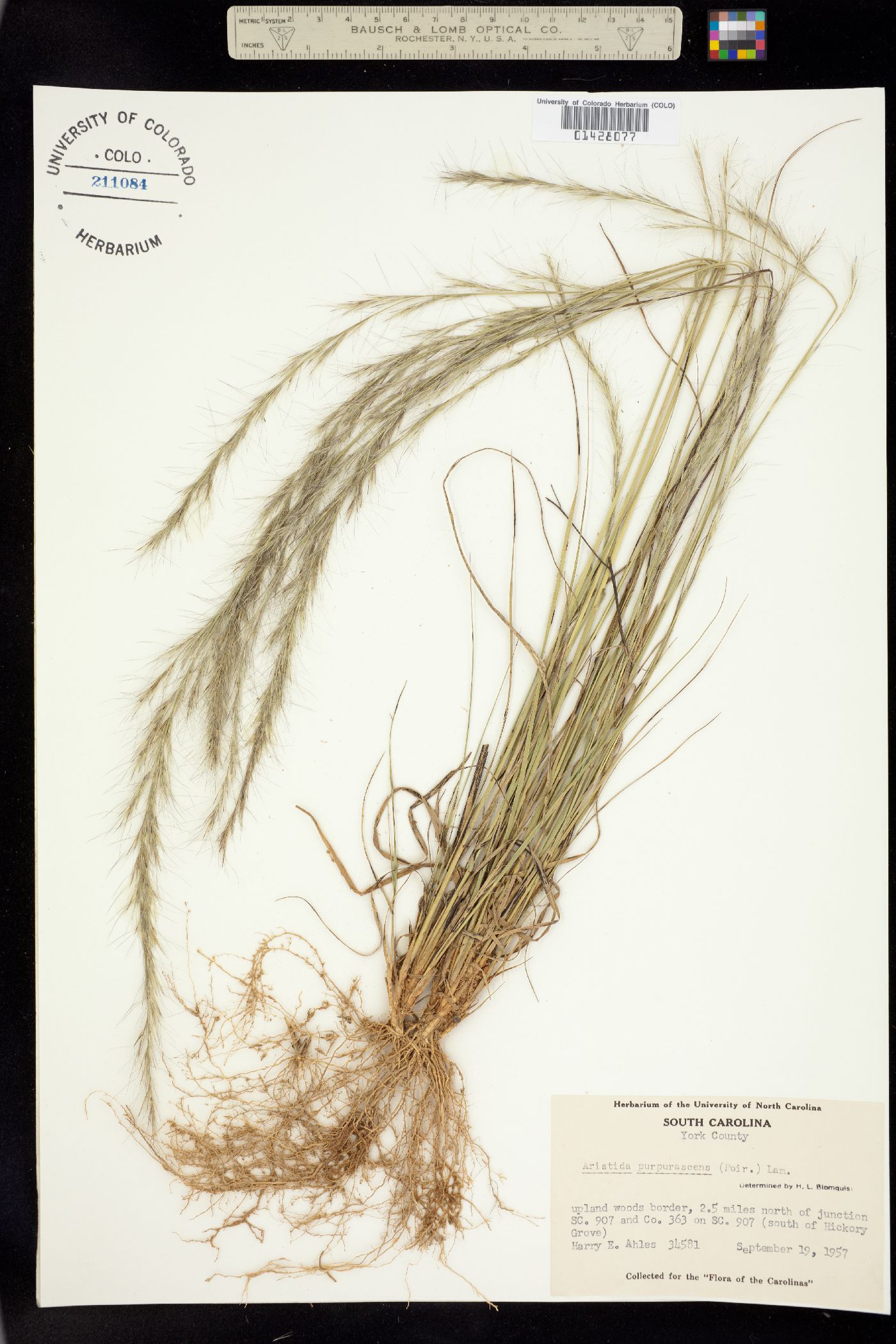 Aristida purpurascens image