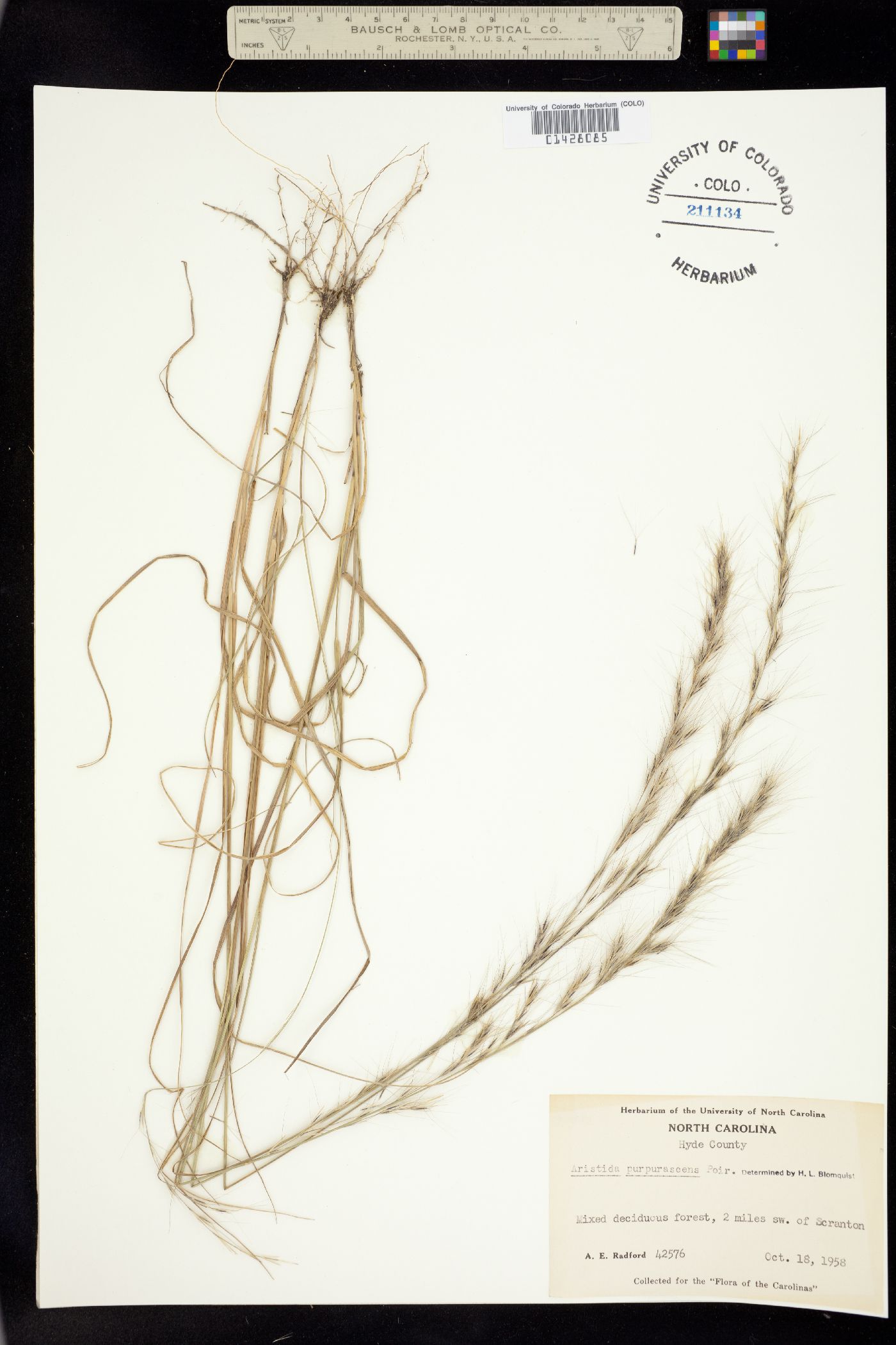 Aristida purpurascens image