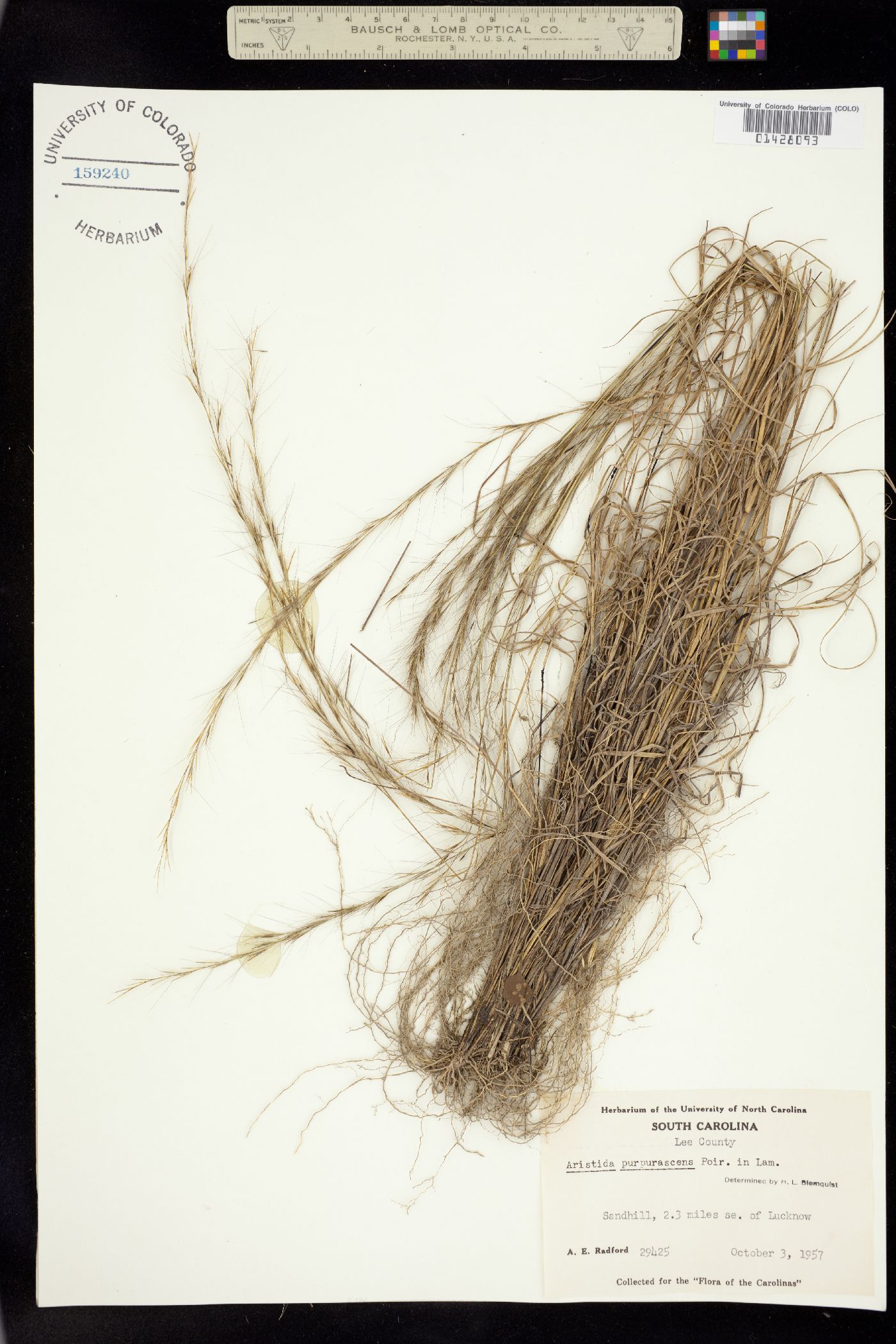 Aristida purpurascens image