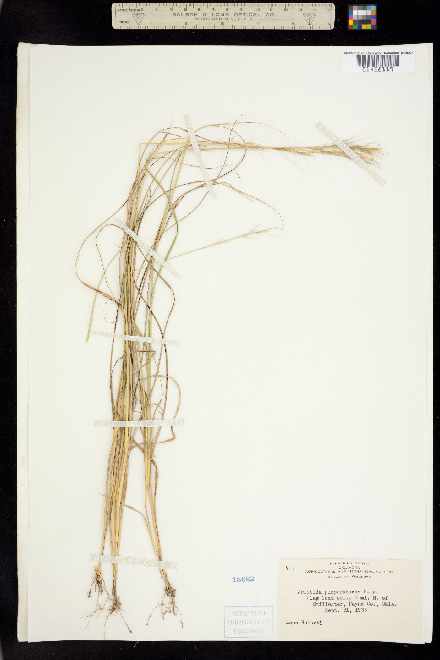 Aristida purpurascens image