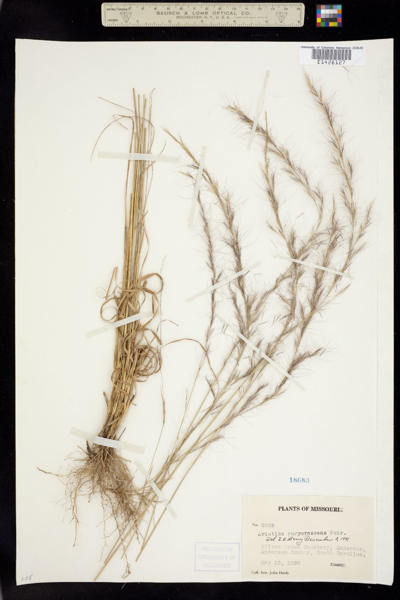 Aristida purpurascens image