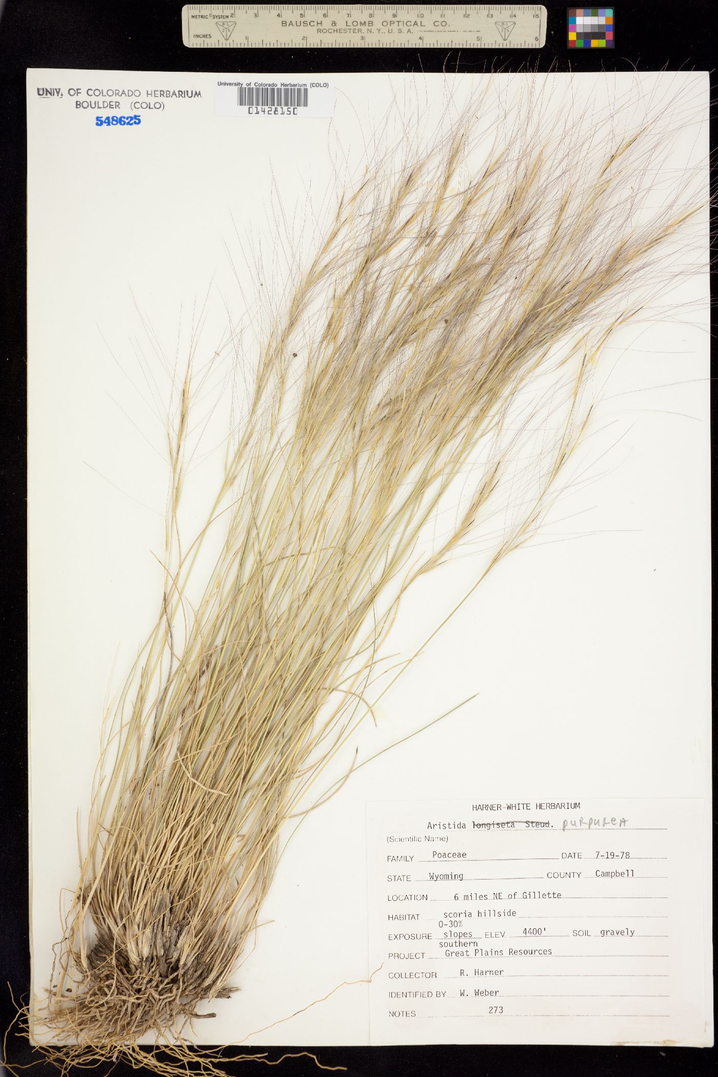 Aristida purpurea image