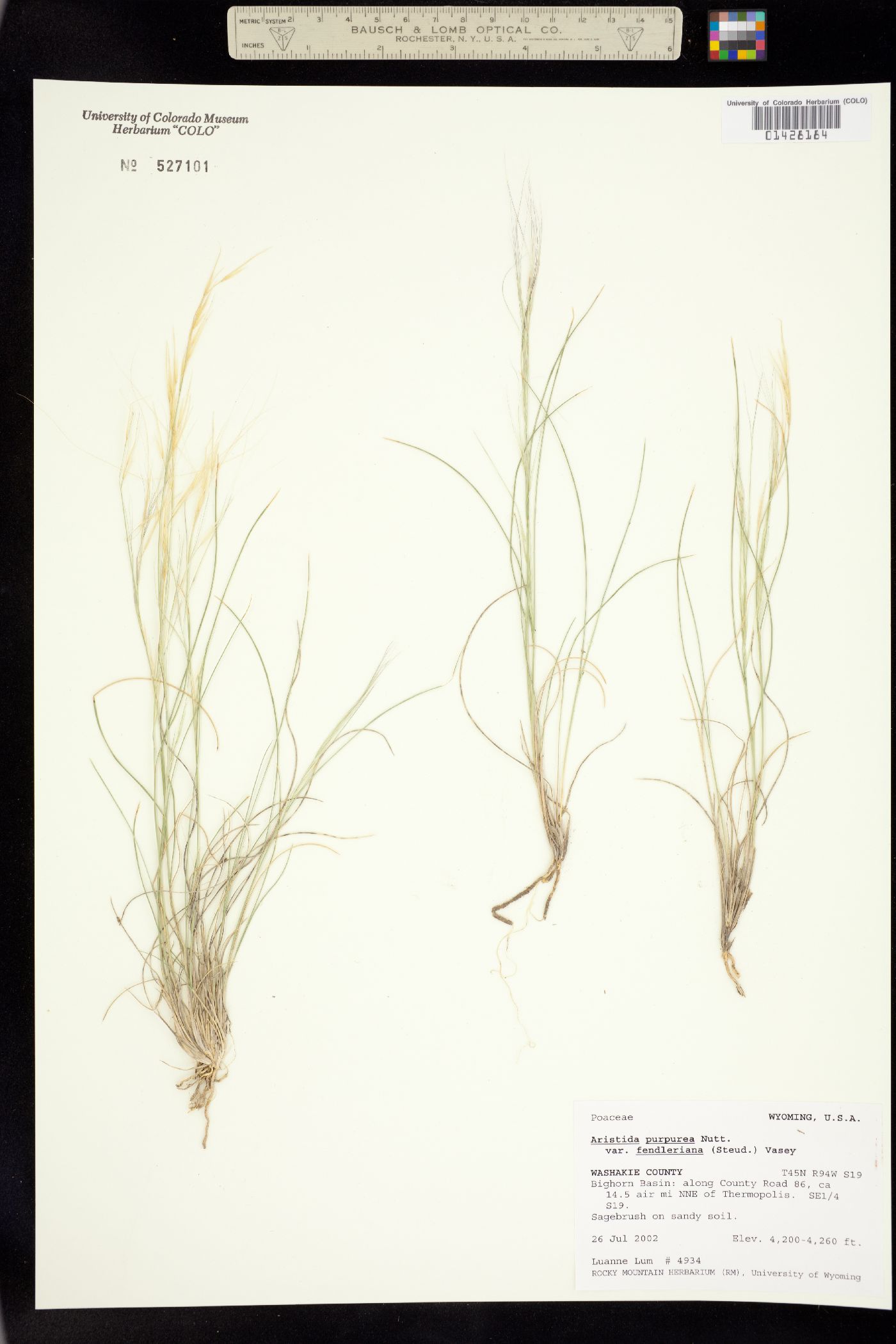 Aristida purpurea var. fendleriana image