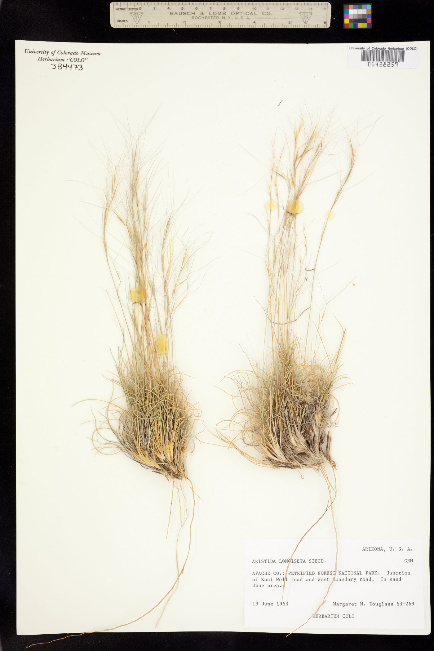 Aristida purpurea var. longiseta image