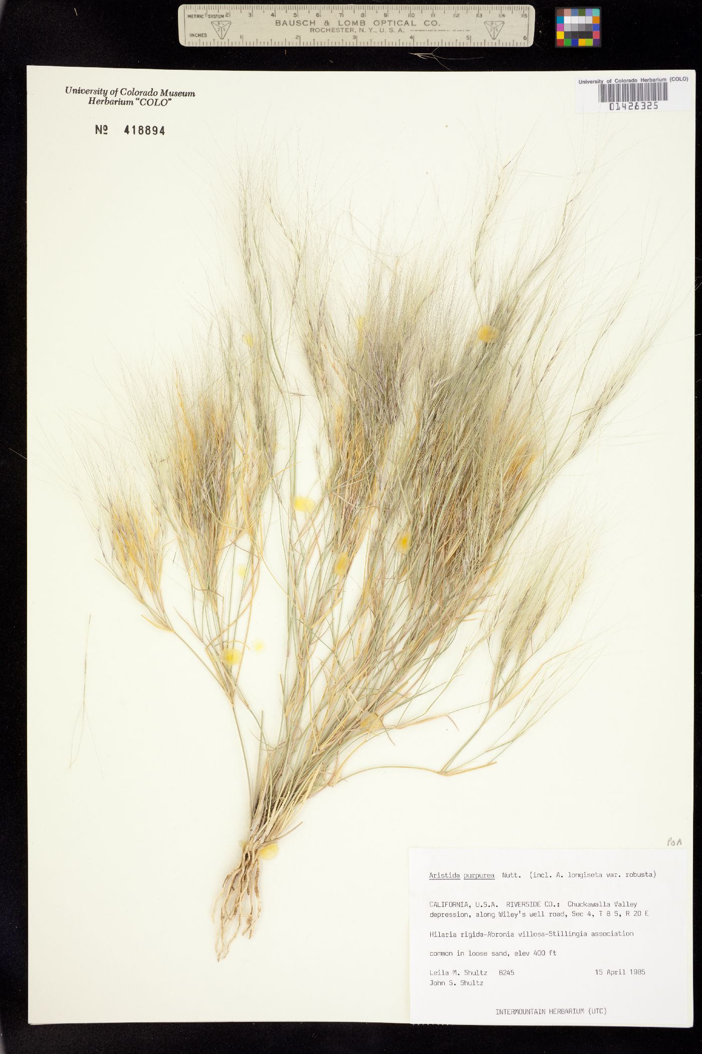Aristida purpurea image