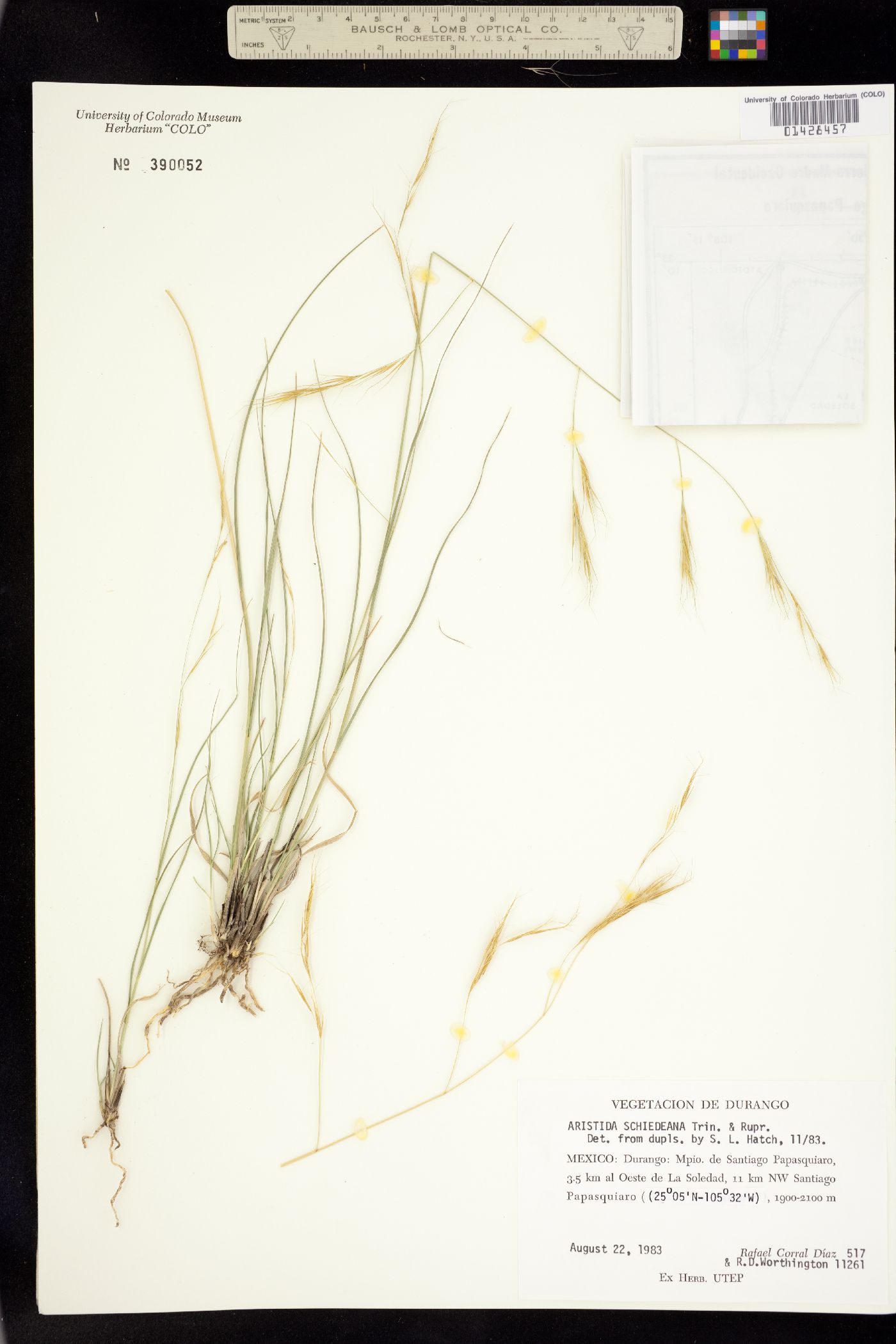 Aristida schiedeana image