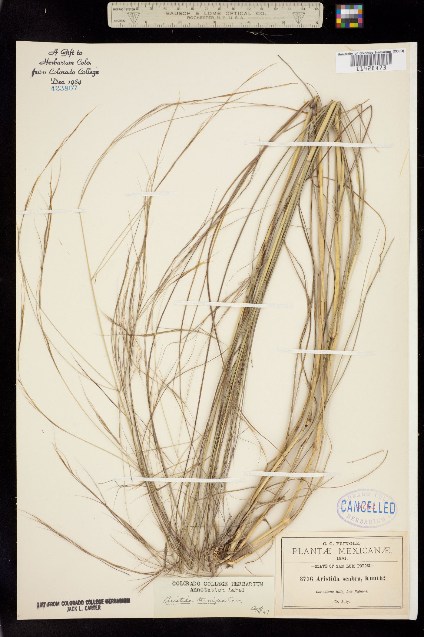 Aristida ternipes image