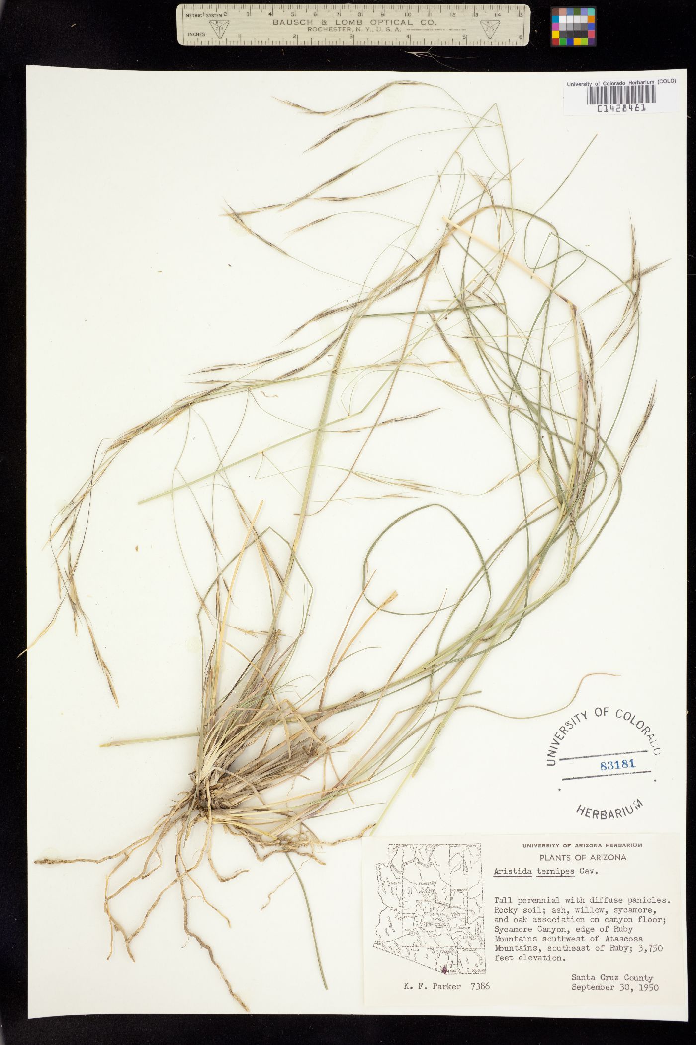Aristida ternipes image