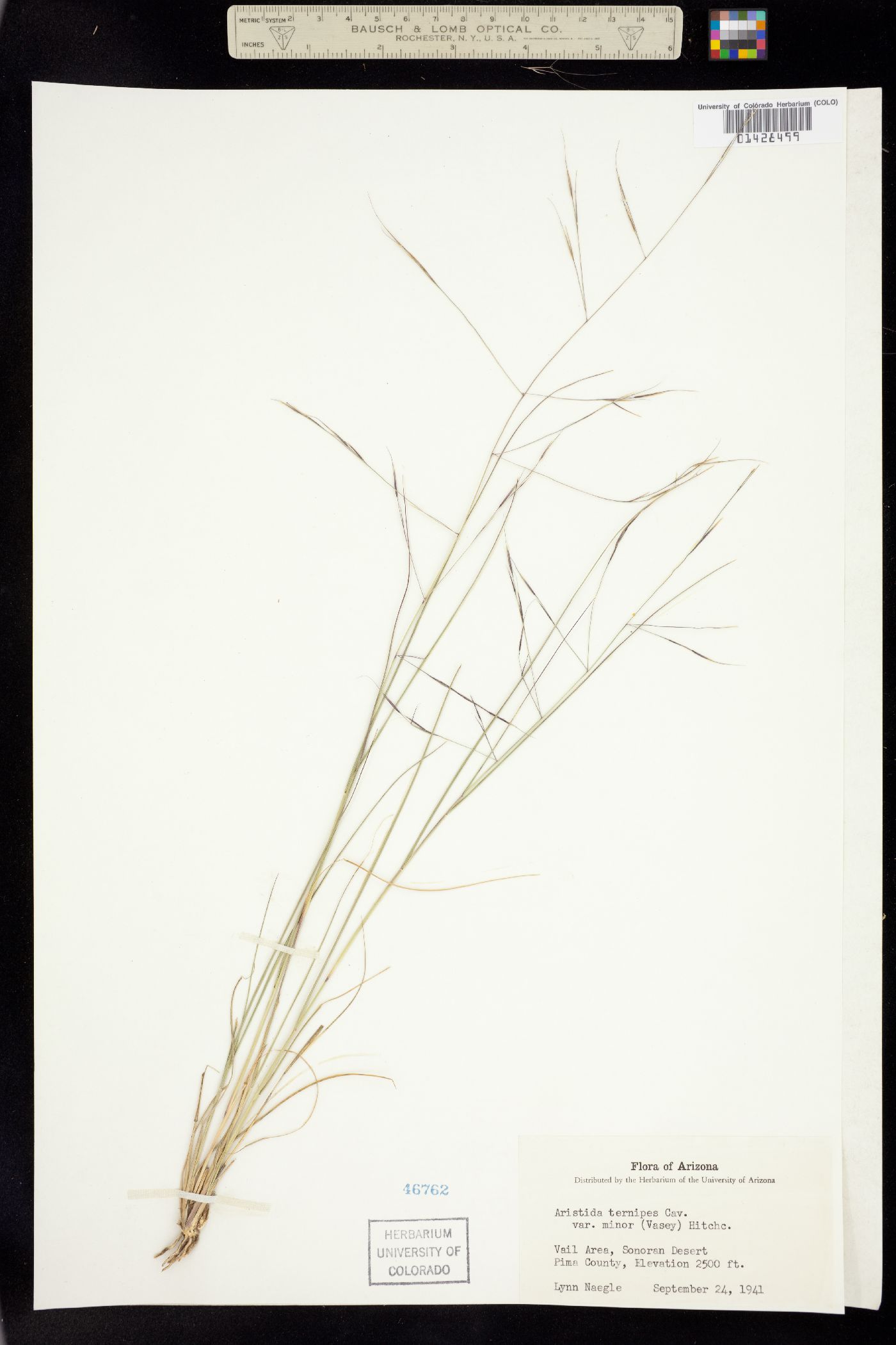 Aristida ternipes image