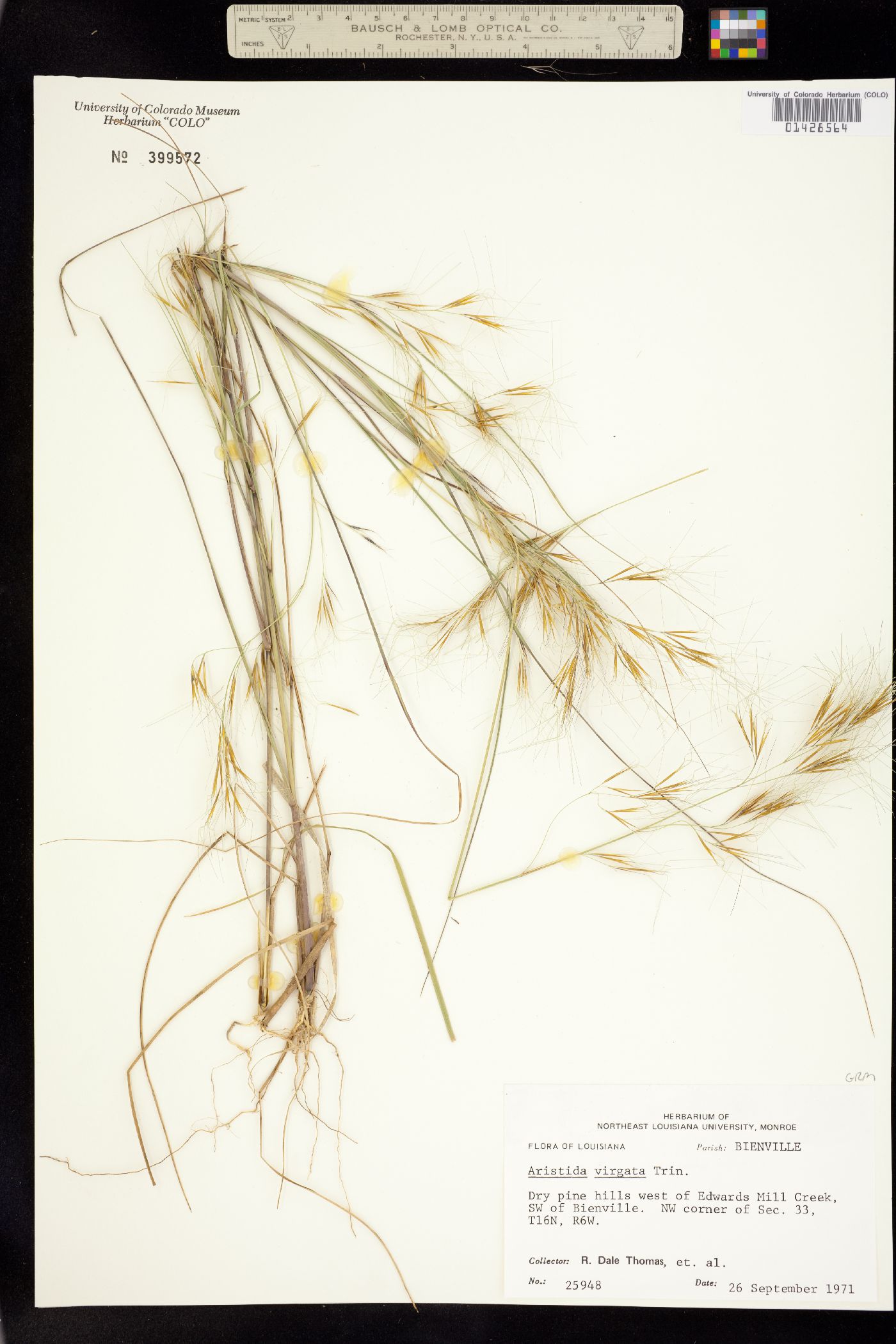 Aristida purpurascens image