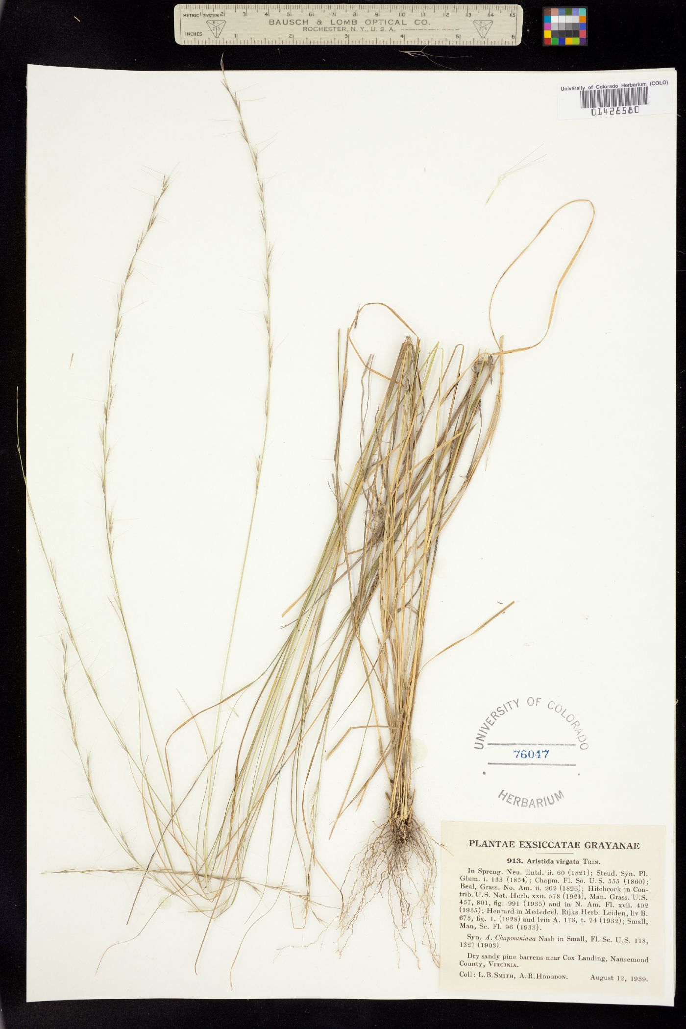 Aristida purpurascens image