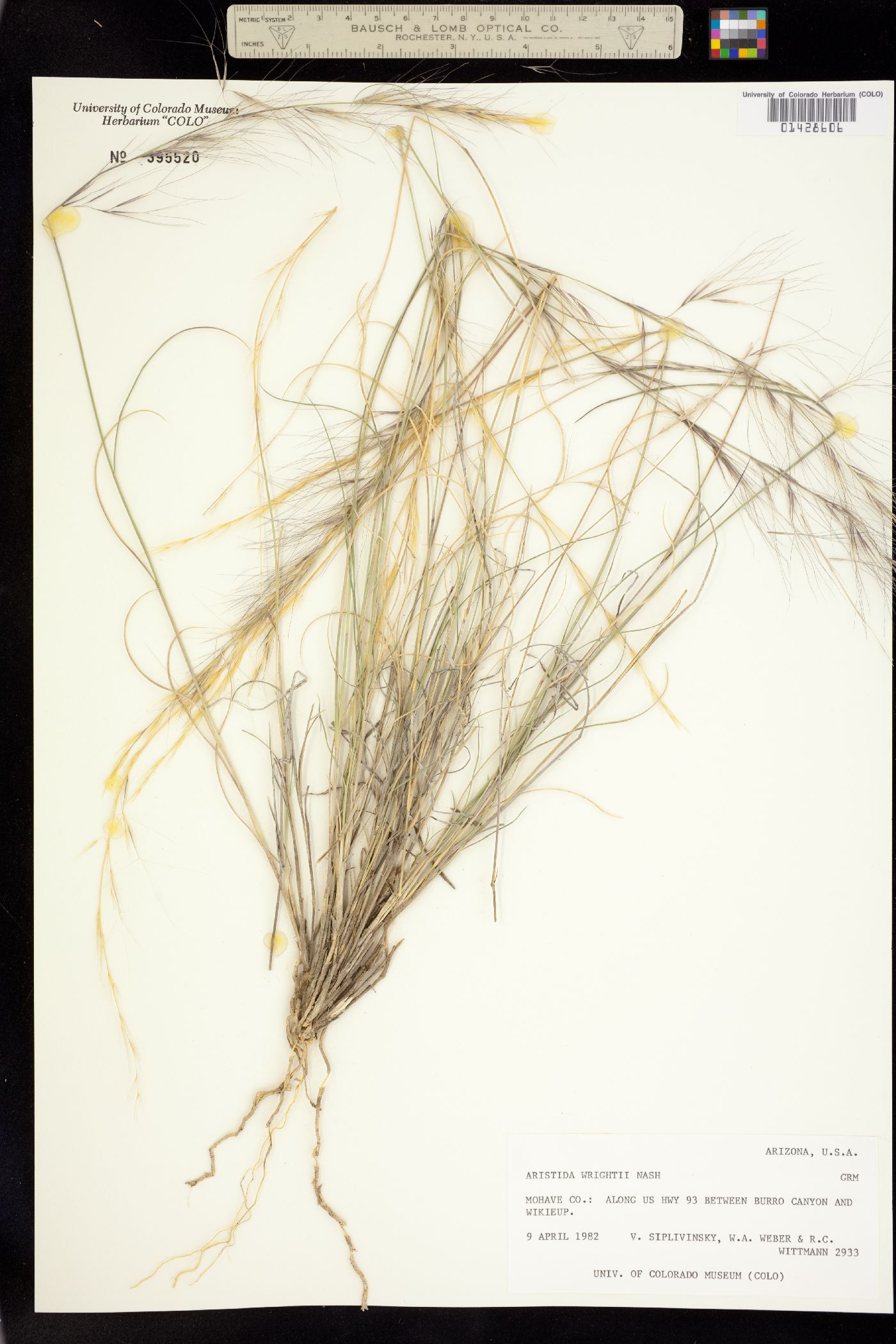 Aristida purpurea var. wrightii image