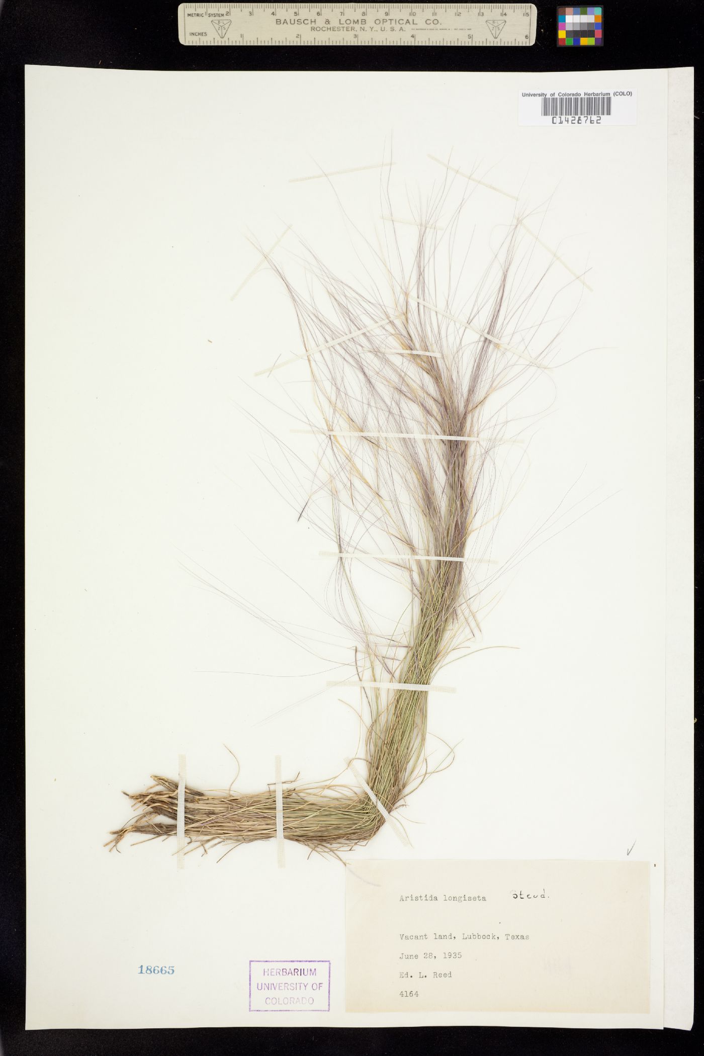 Aristida purpurea image