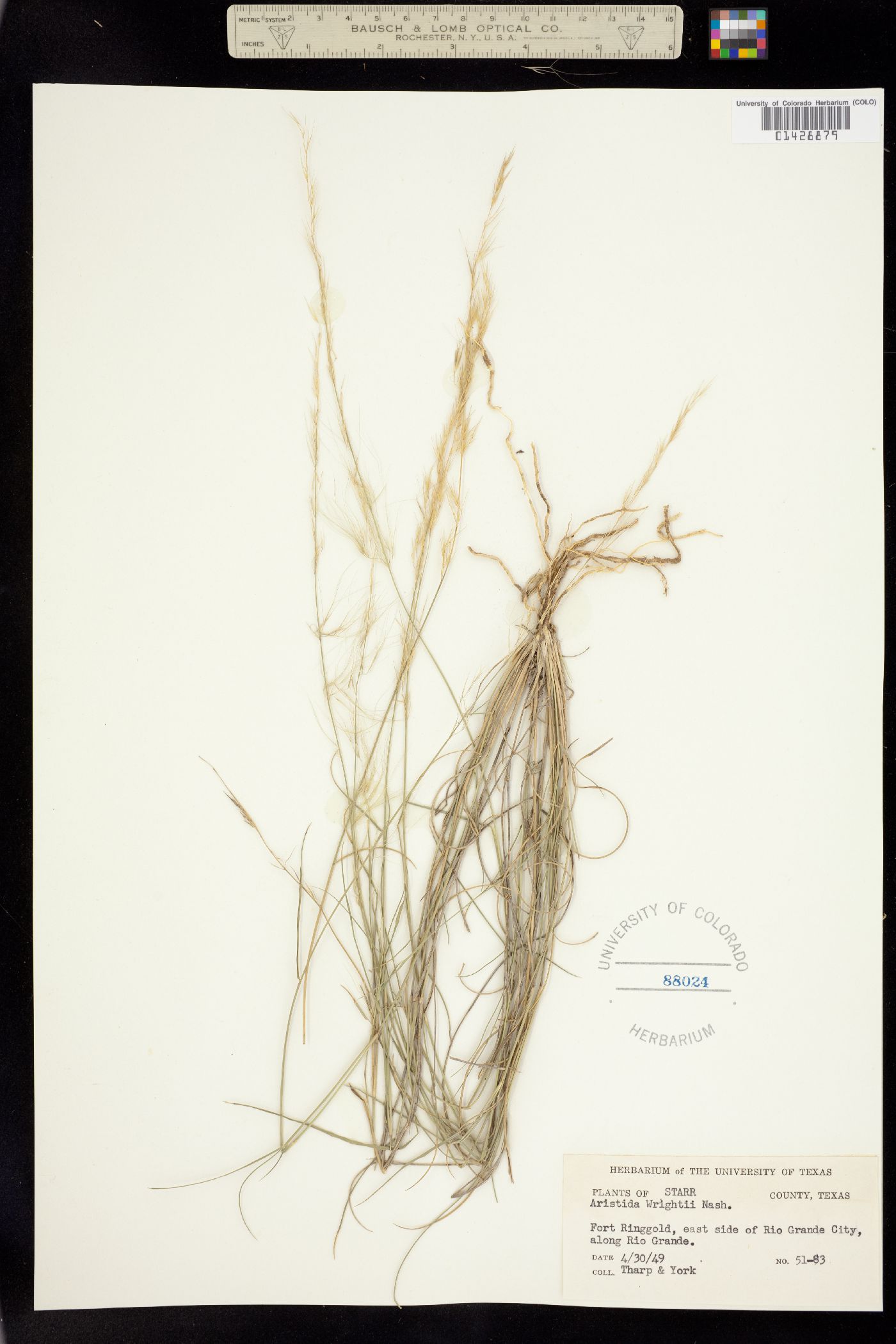 Aristida purpurea image