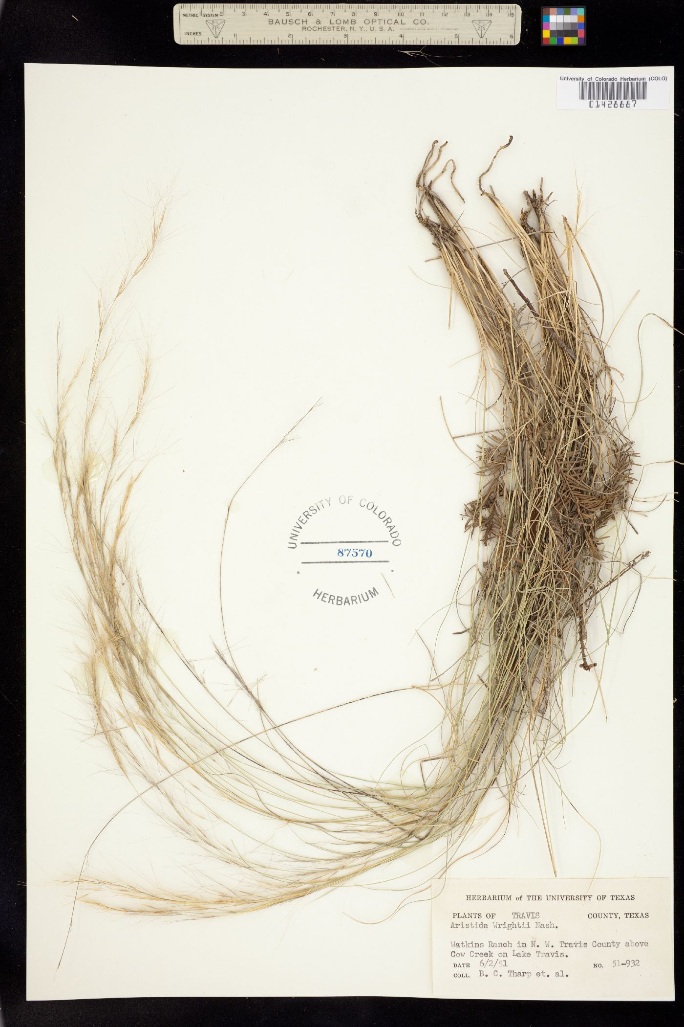 Aristida purpurea var. wrightii image