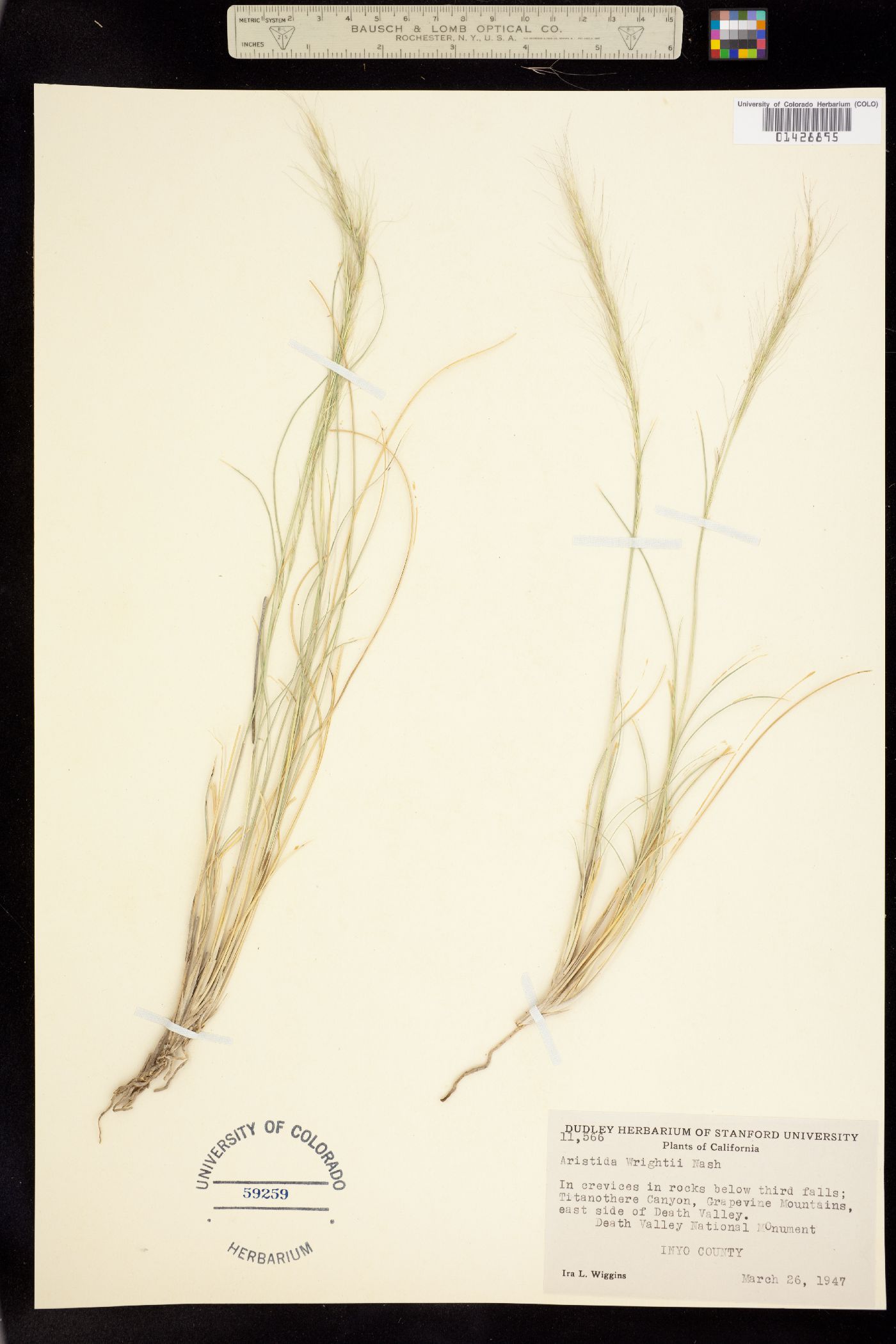 Aristida purpurea var. wrightii image