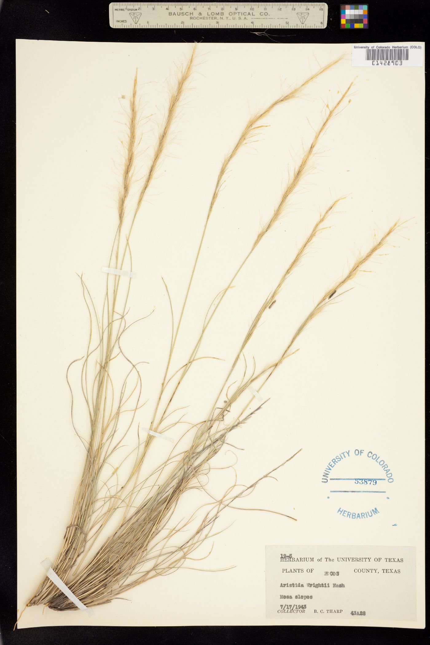 Aristida purpurea var. wrightii image