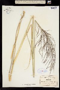 Image of Arundinella hispida