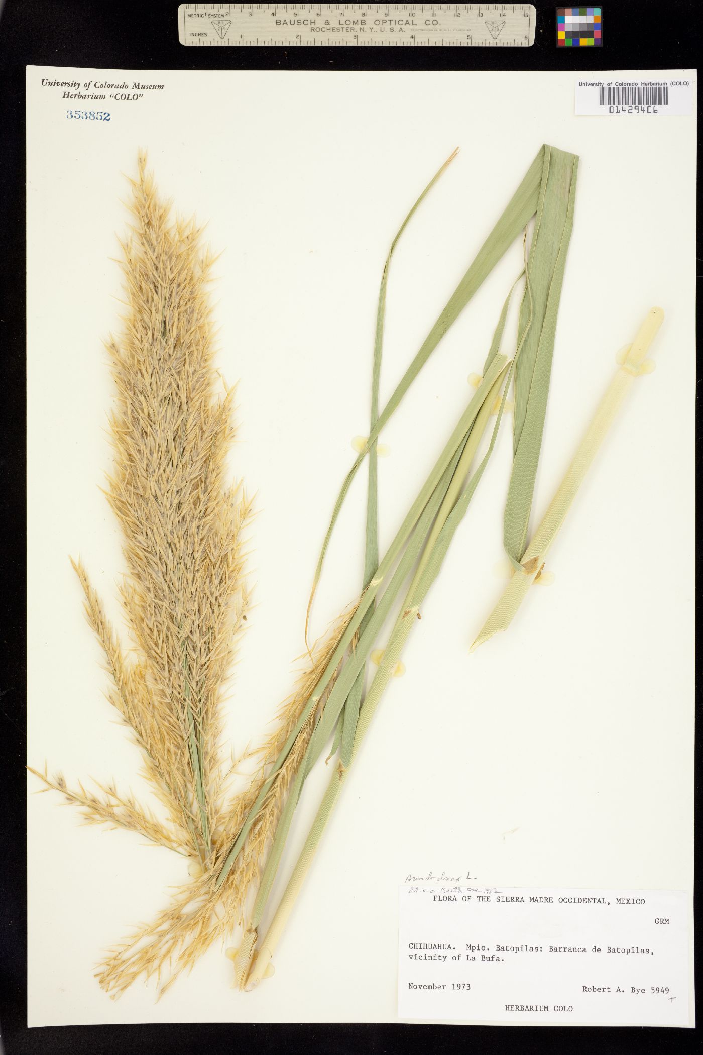 Arundo donax image