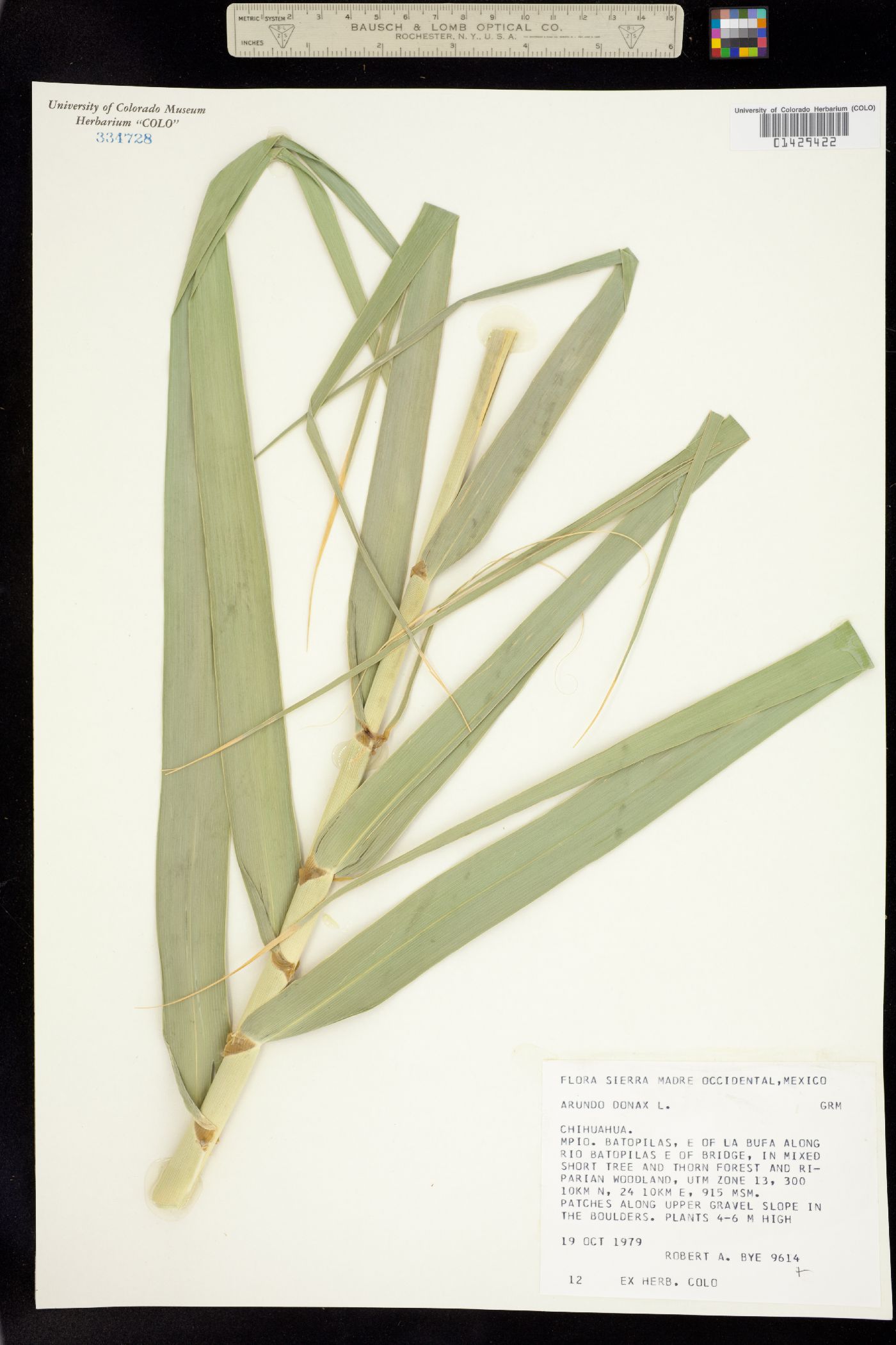 Arundo donax image