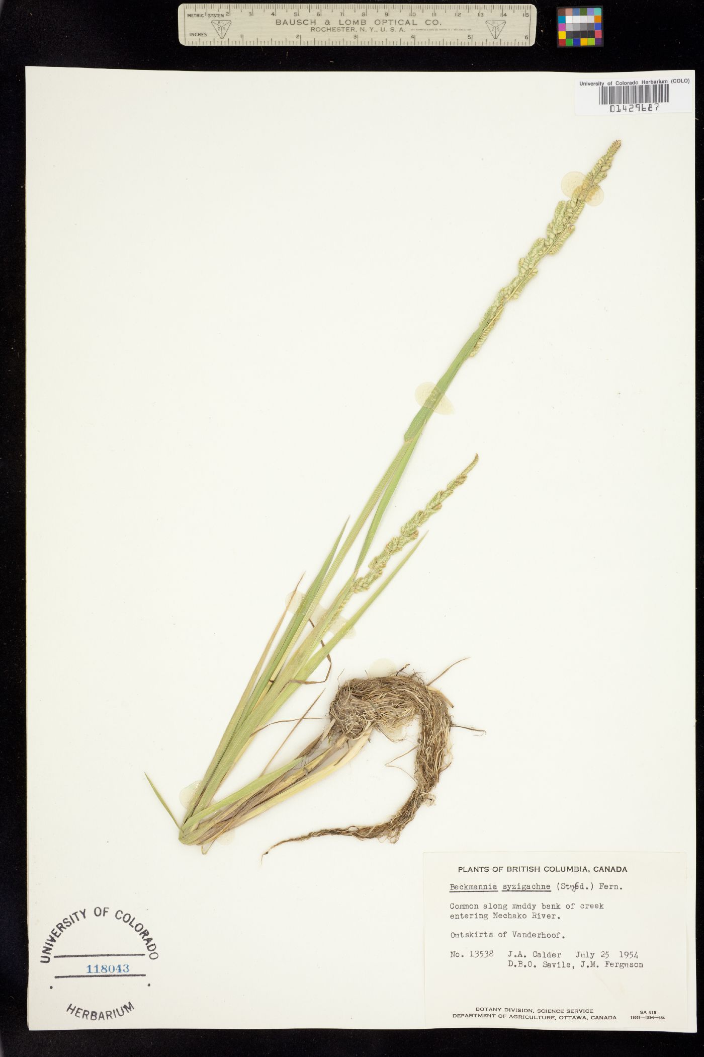 Beckmannia image